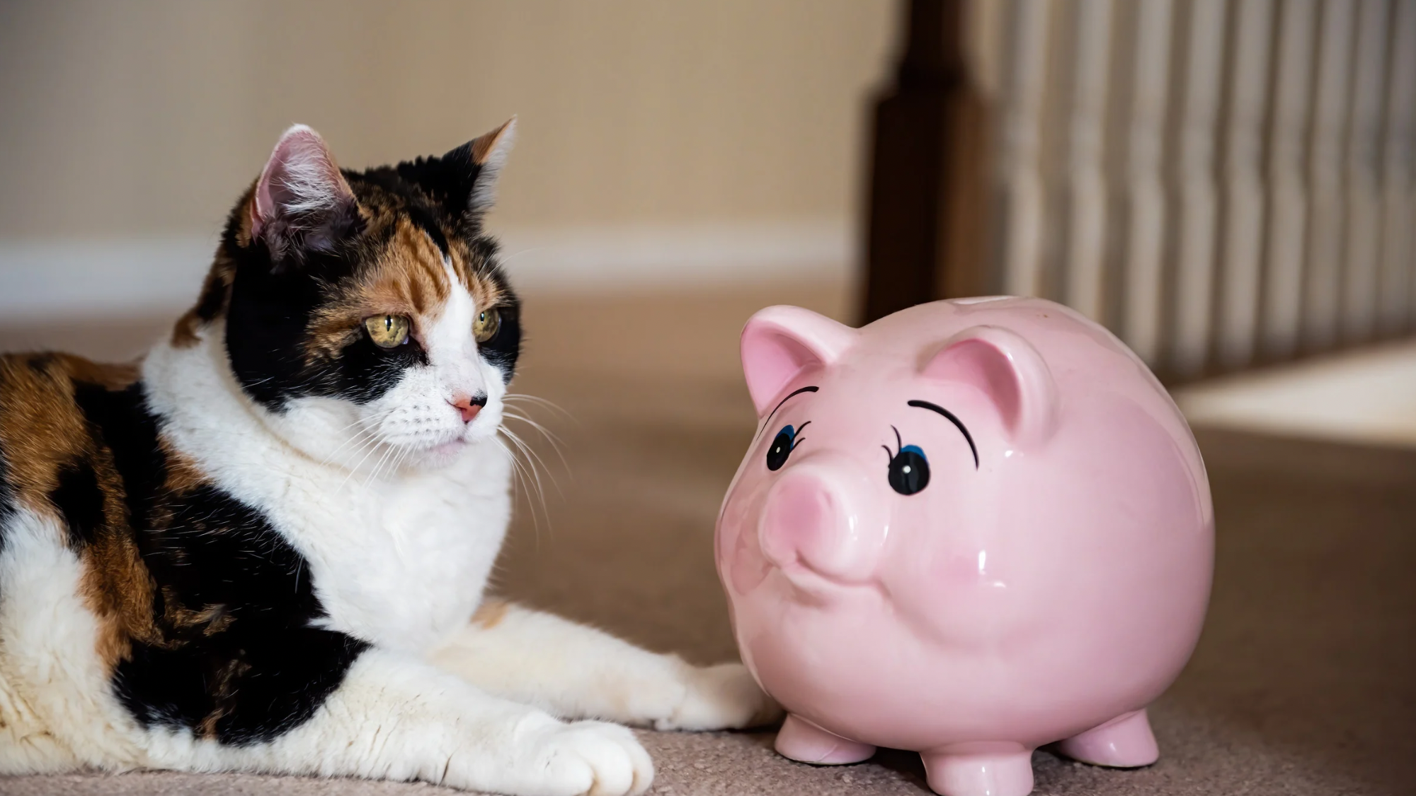 2026 Cat Care Budget: How to Plan for Sitter Fees &amp; Expenses
