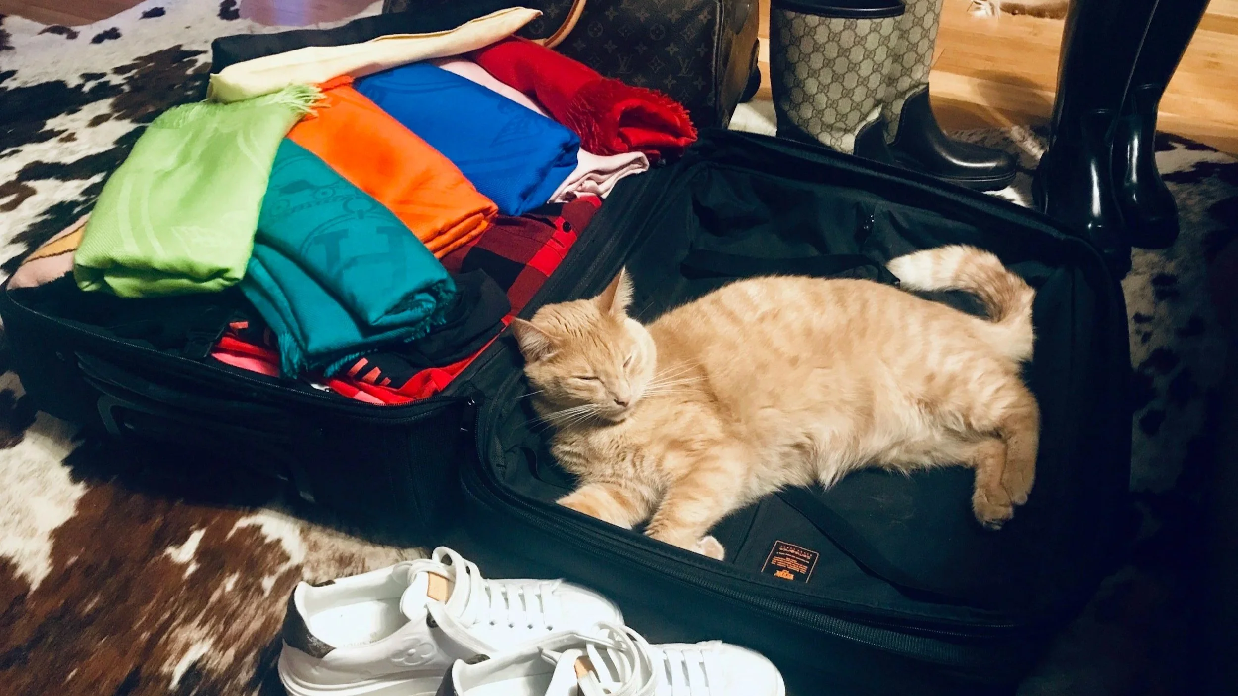 How to Hire a Professional Cat Sitter for Stress-Free Travel?