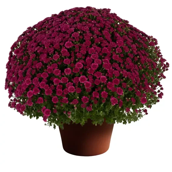 Purple Mum Good.webp