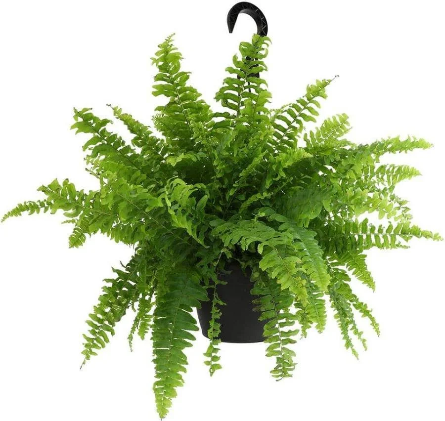 Boston Fern
