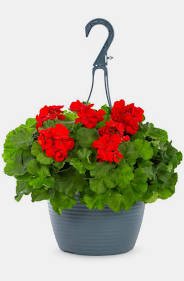 Zonal Geranium - Upright