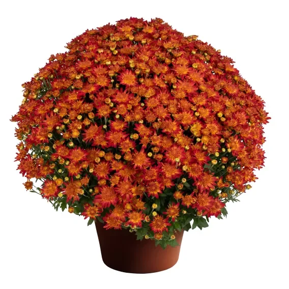 Orange Mum Good.webp