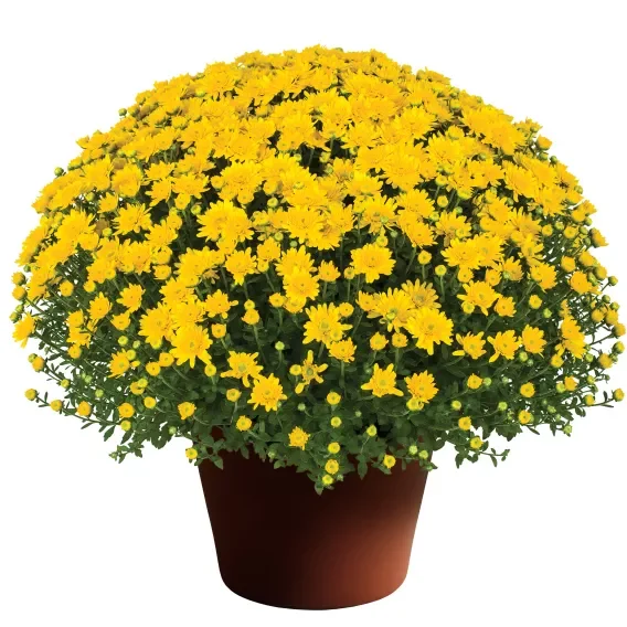 Yellow 8" Fall Mum