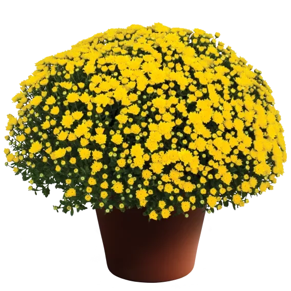 Yellow Mum 3.png.webp