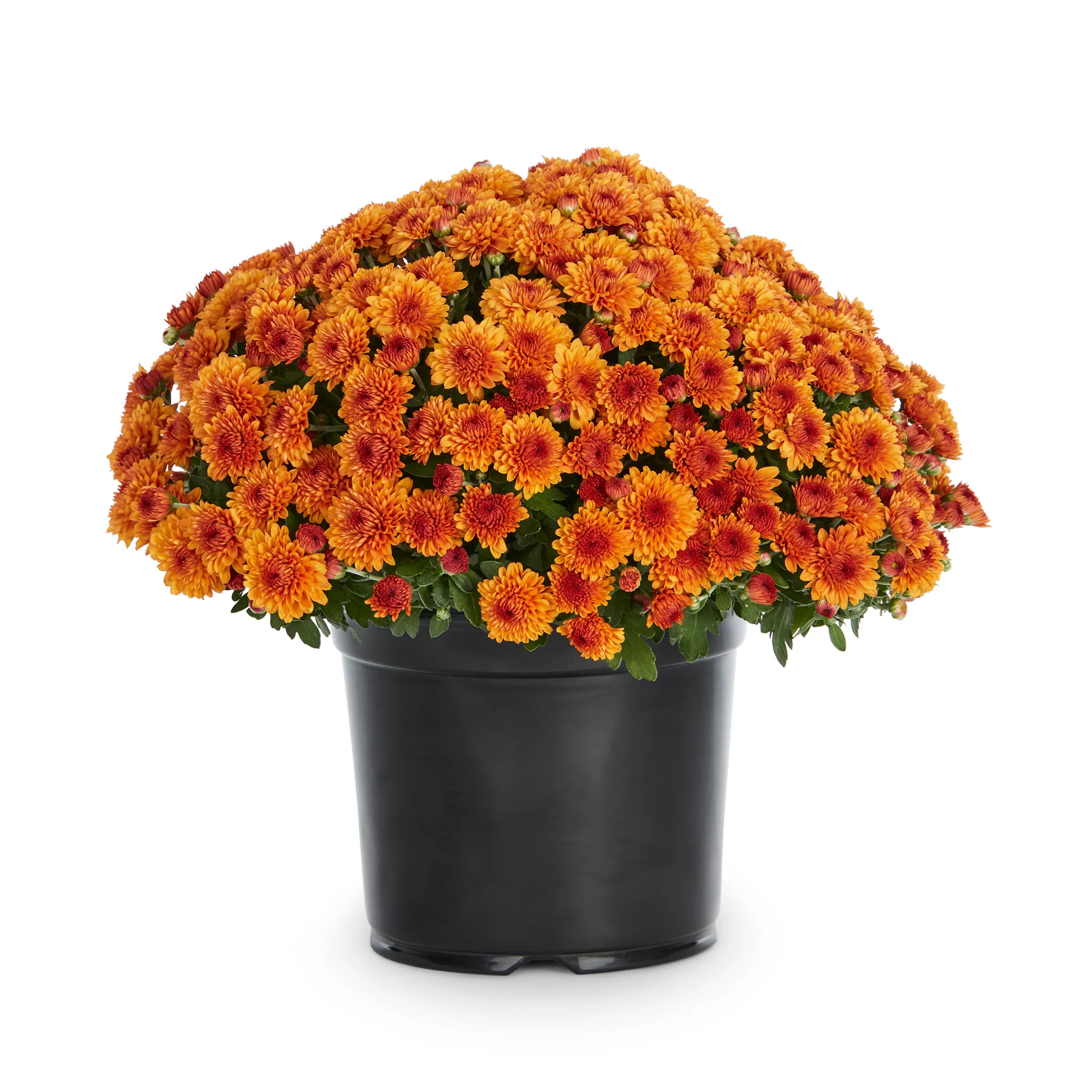 Orange 8" Fall Mum