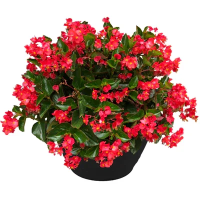 Begonia - Red Dragon Wing