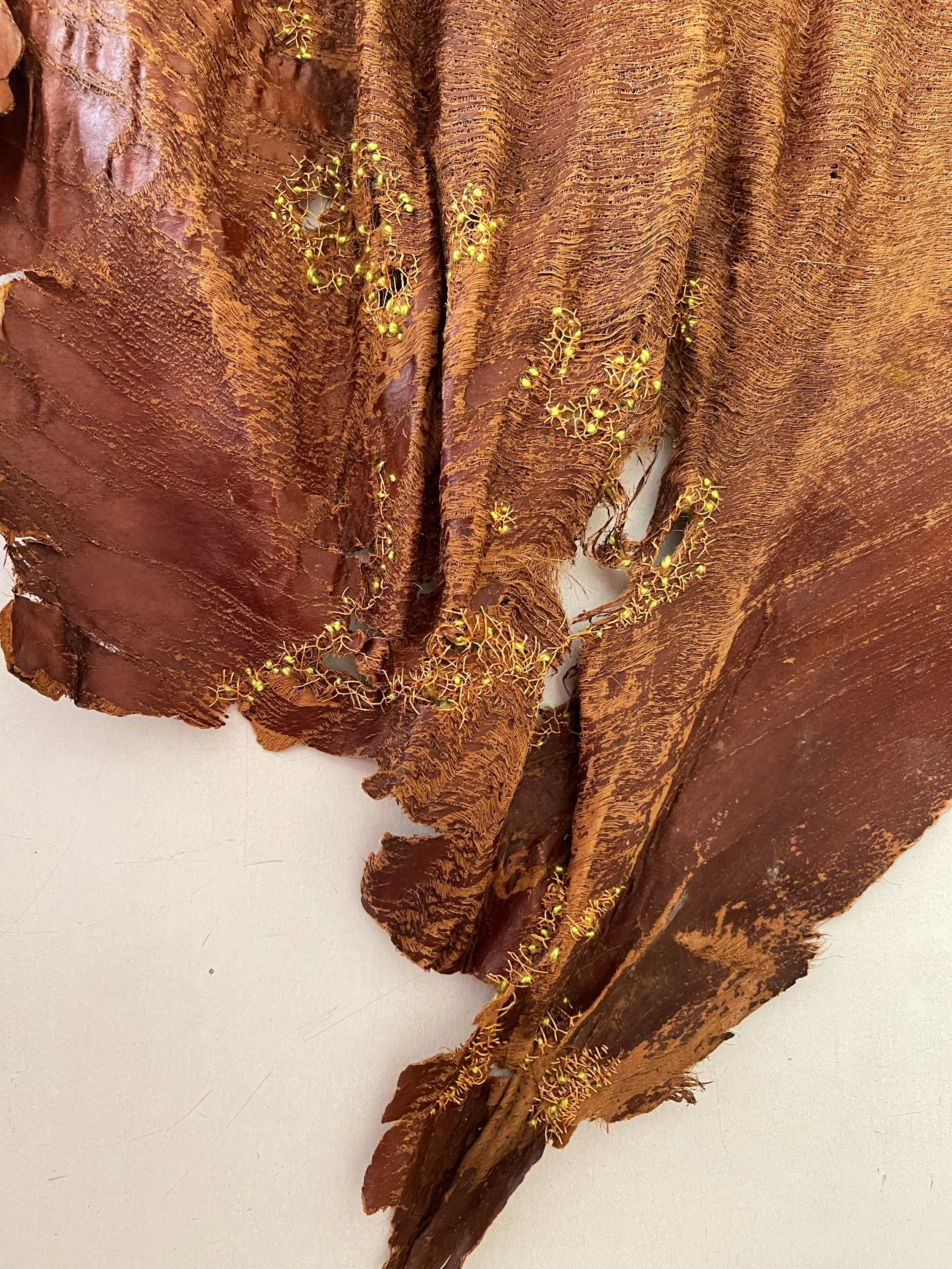 Fan Palm Bark, colony