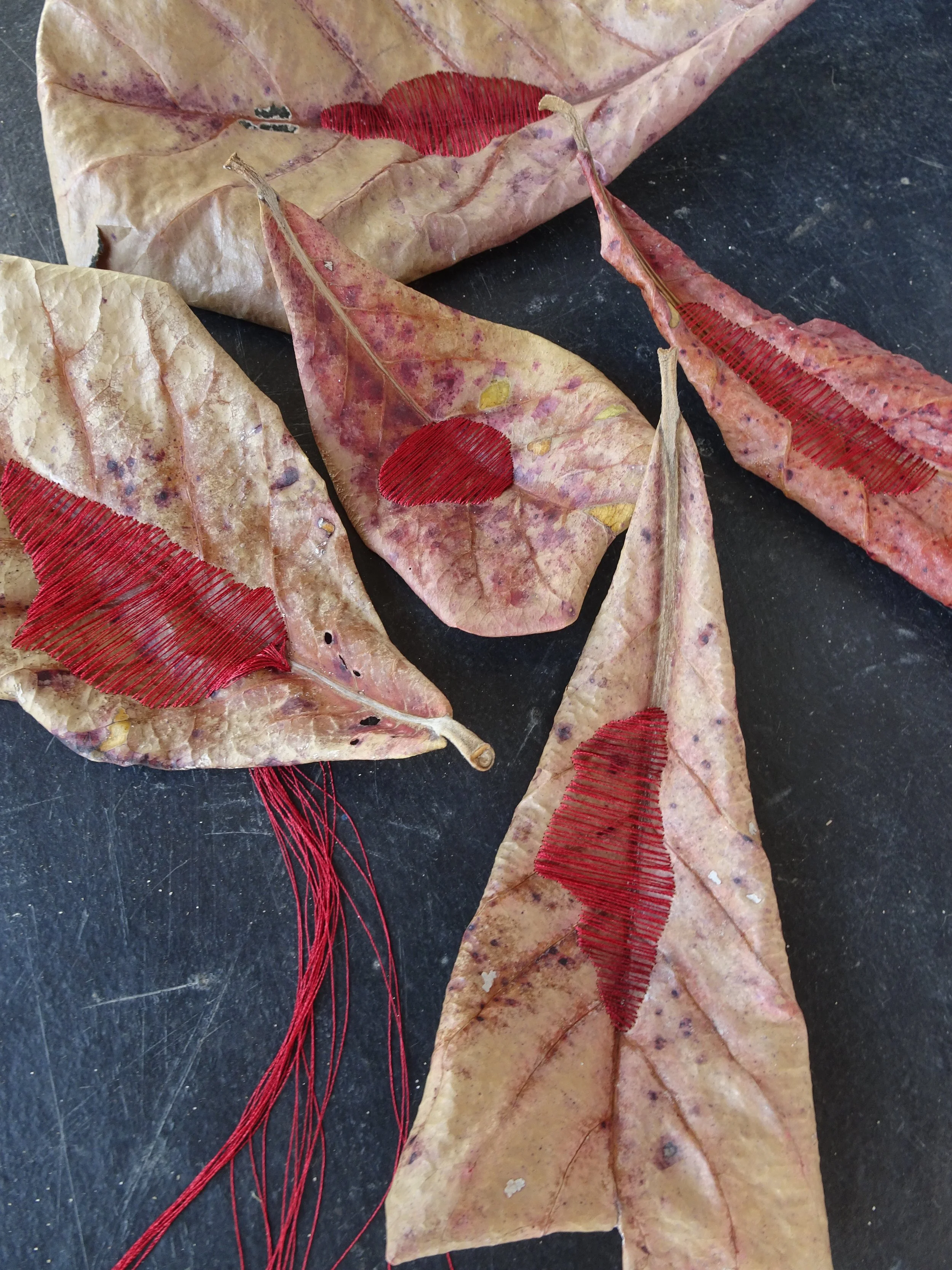 Almond tree leaves, Whale's blood,  Brazil