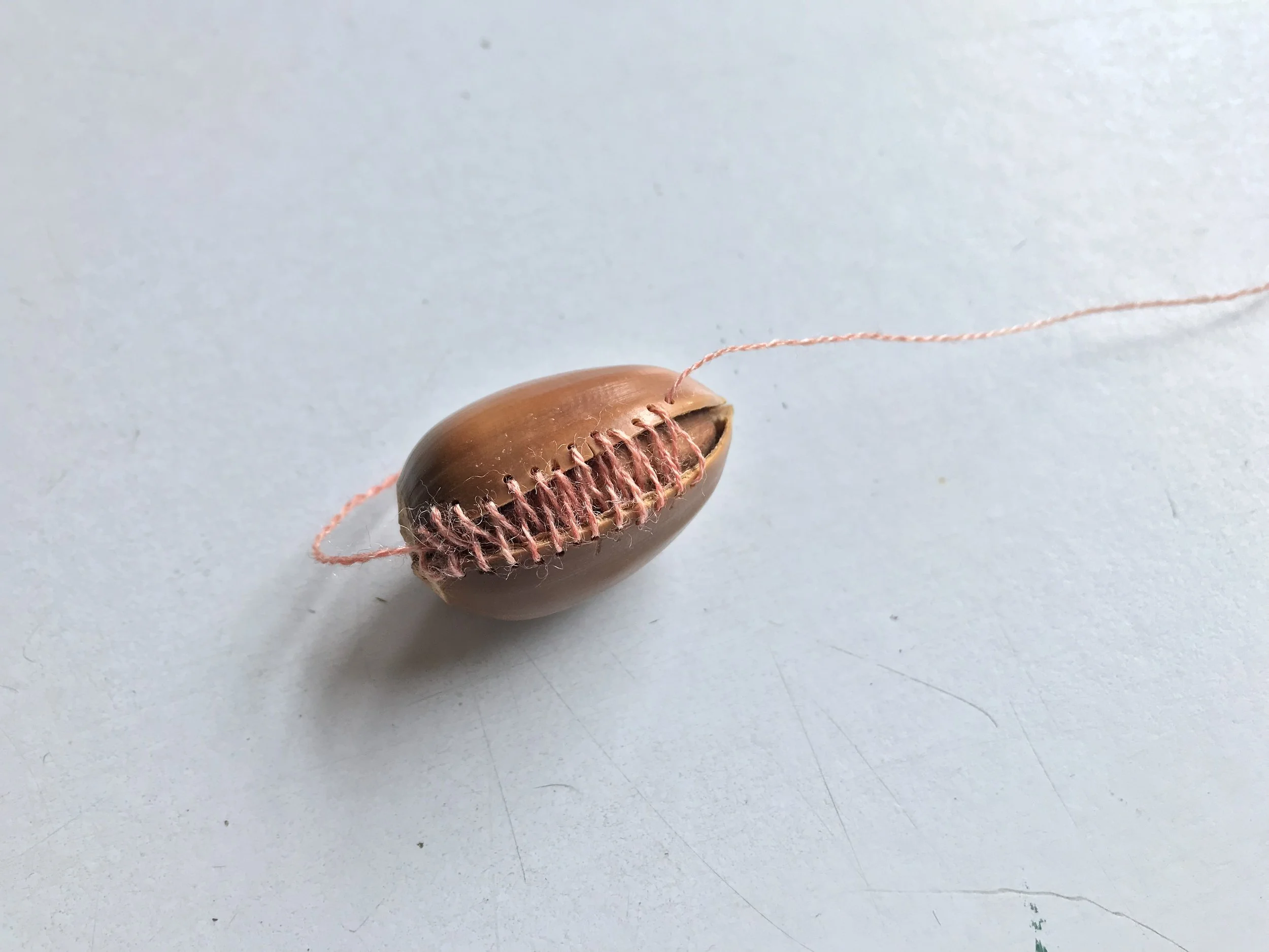 Canyon Live Oak Acorn