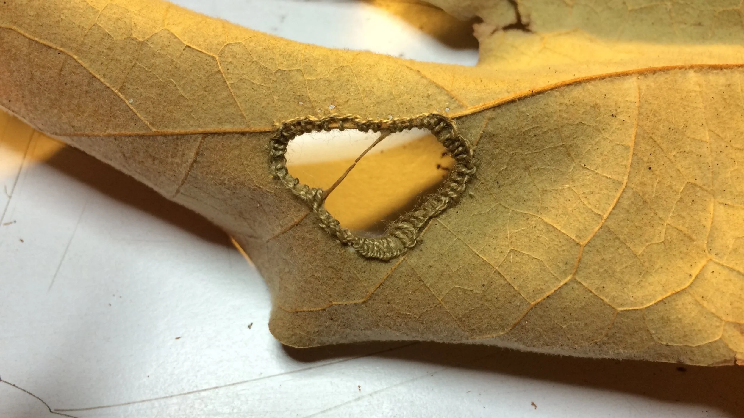 Sycamore leaf, button hole