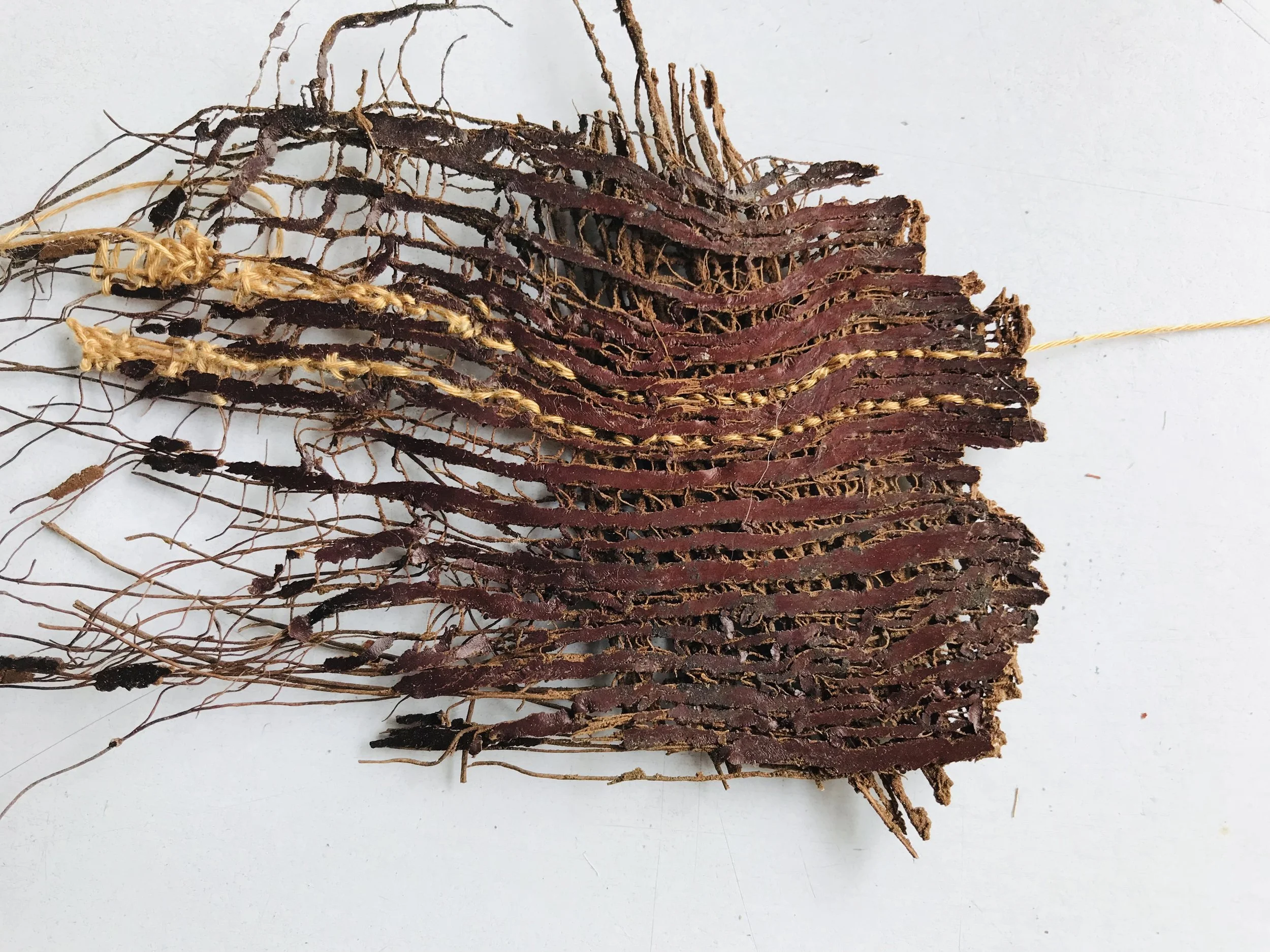 Fan Palm Bark, scrap