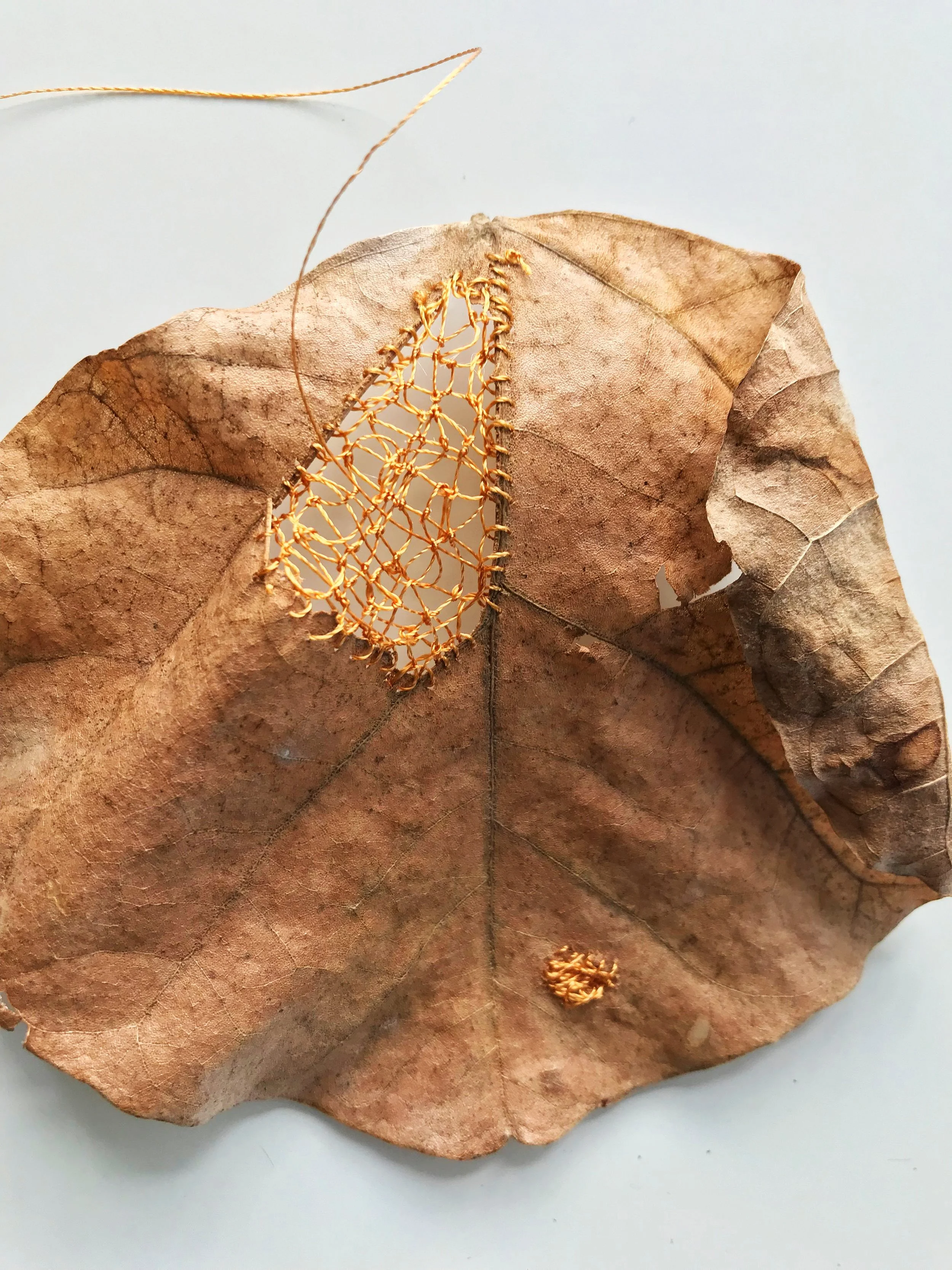 Mulungu leaf, Brazil