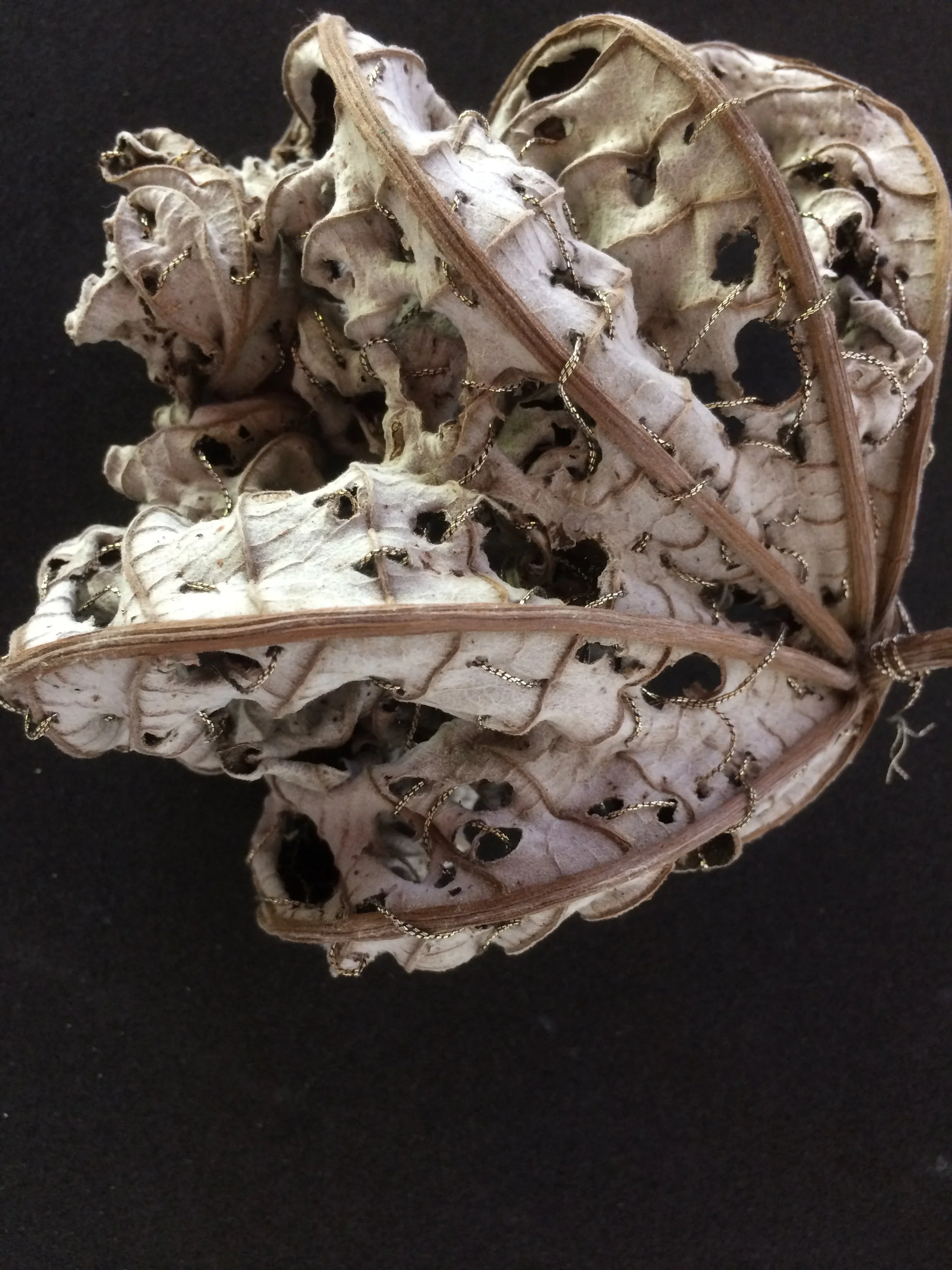 Embauba Leaf, skeleton hand, Brazil