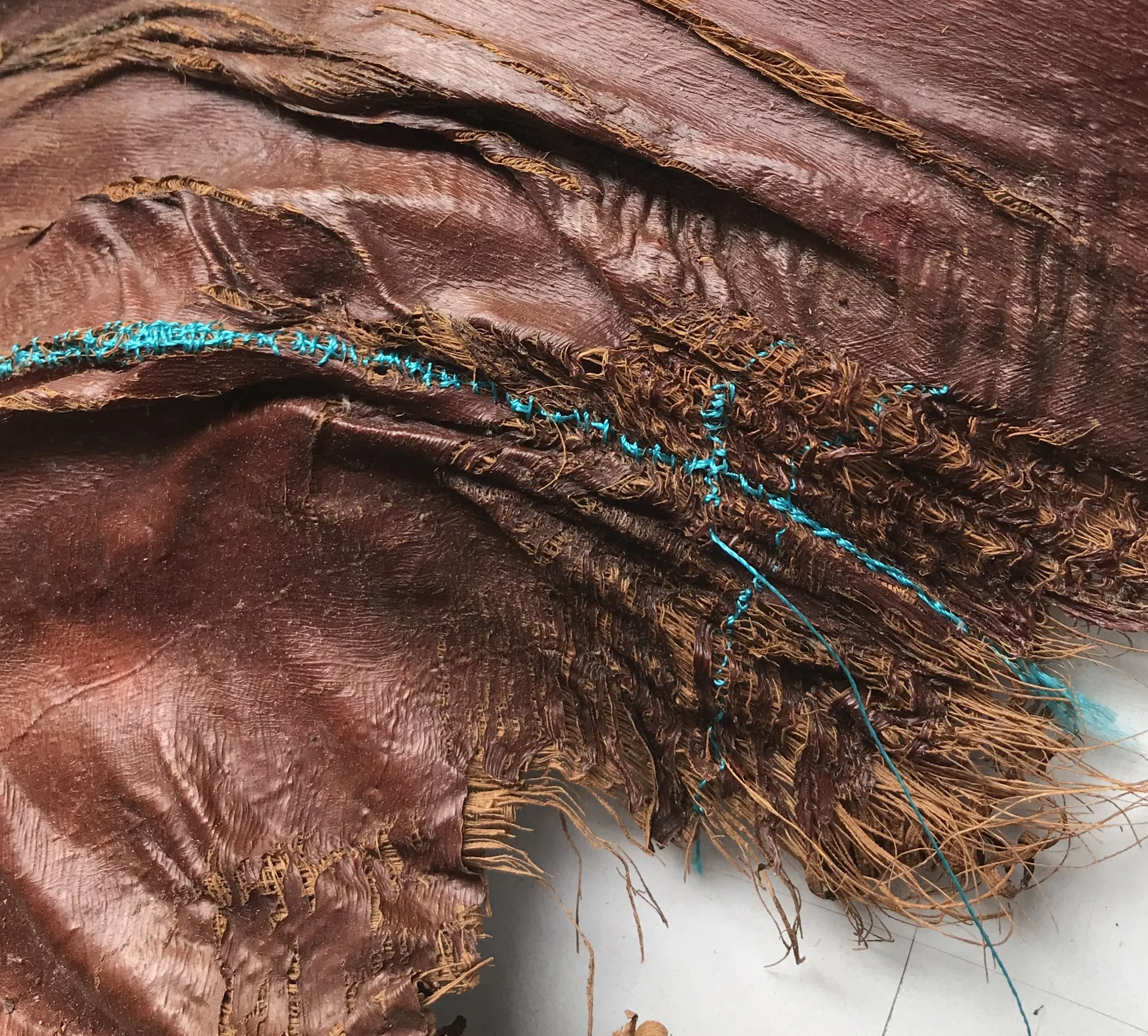 Palm bark, anomalous blue