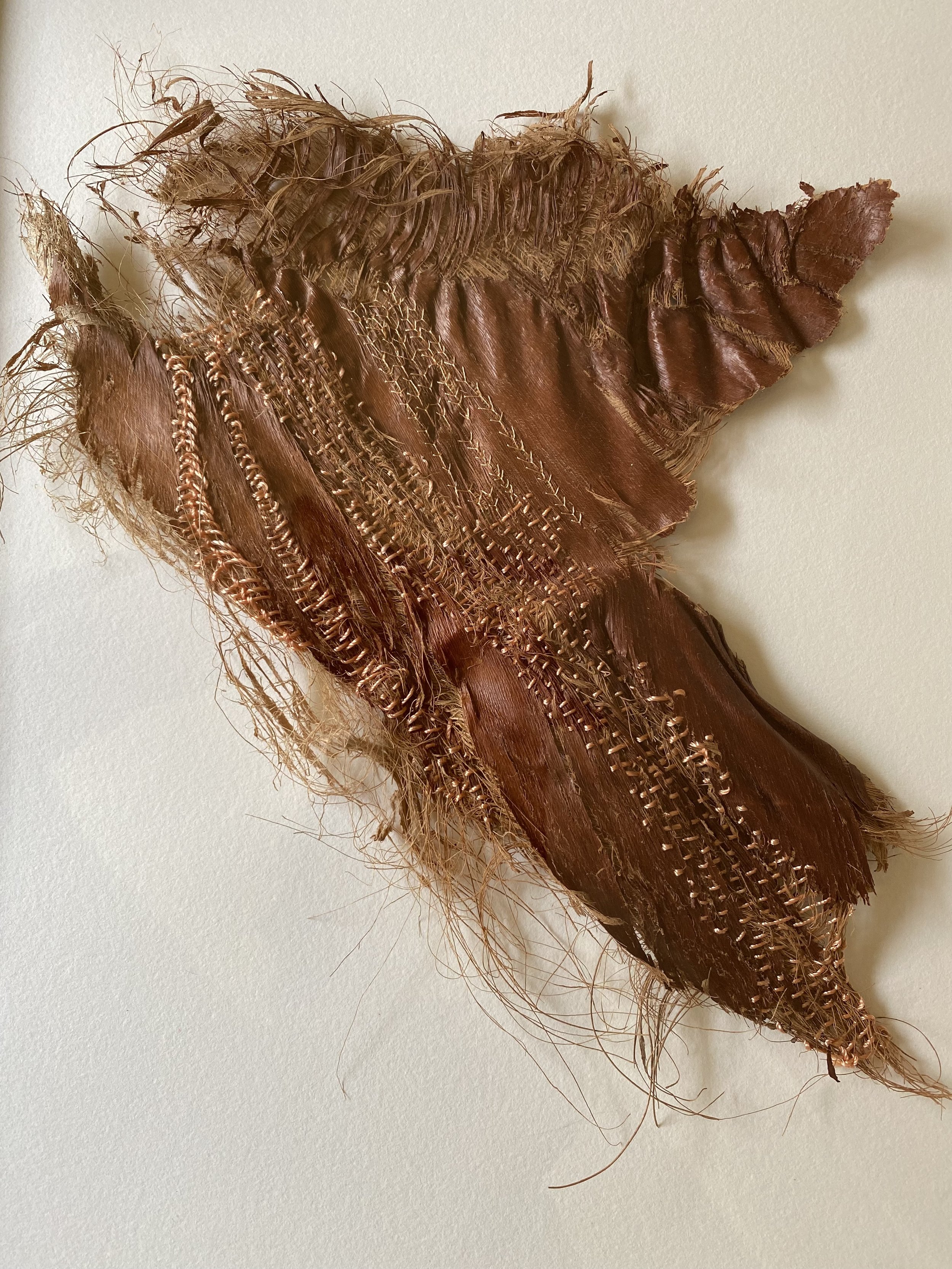 Mexican Fan Palm bark, sampler