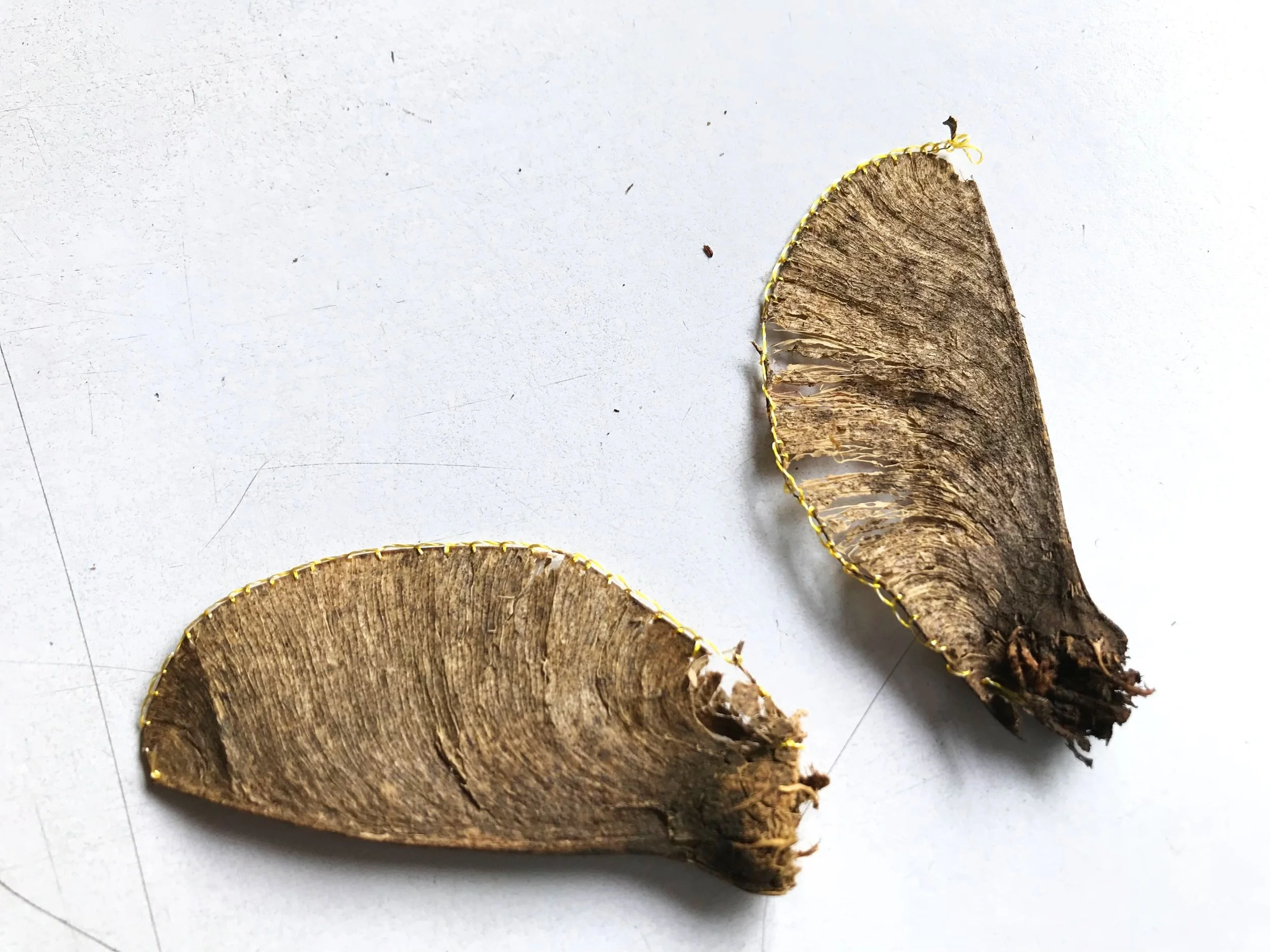 Big Leaf Maple seeds