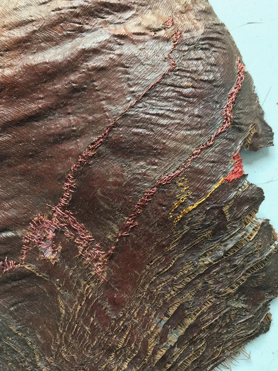 fan Palm bark
