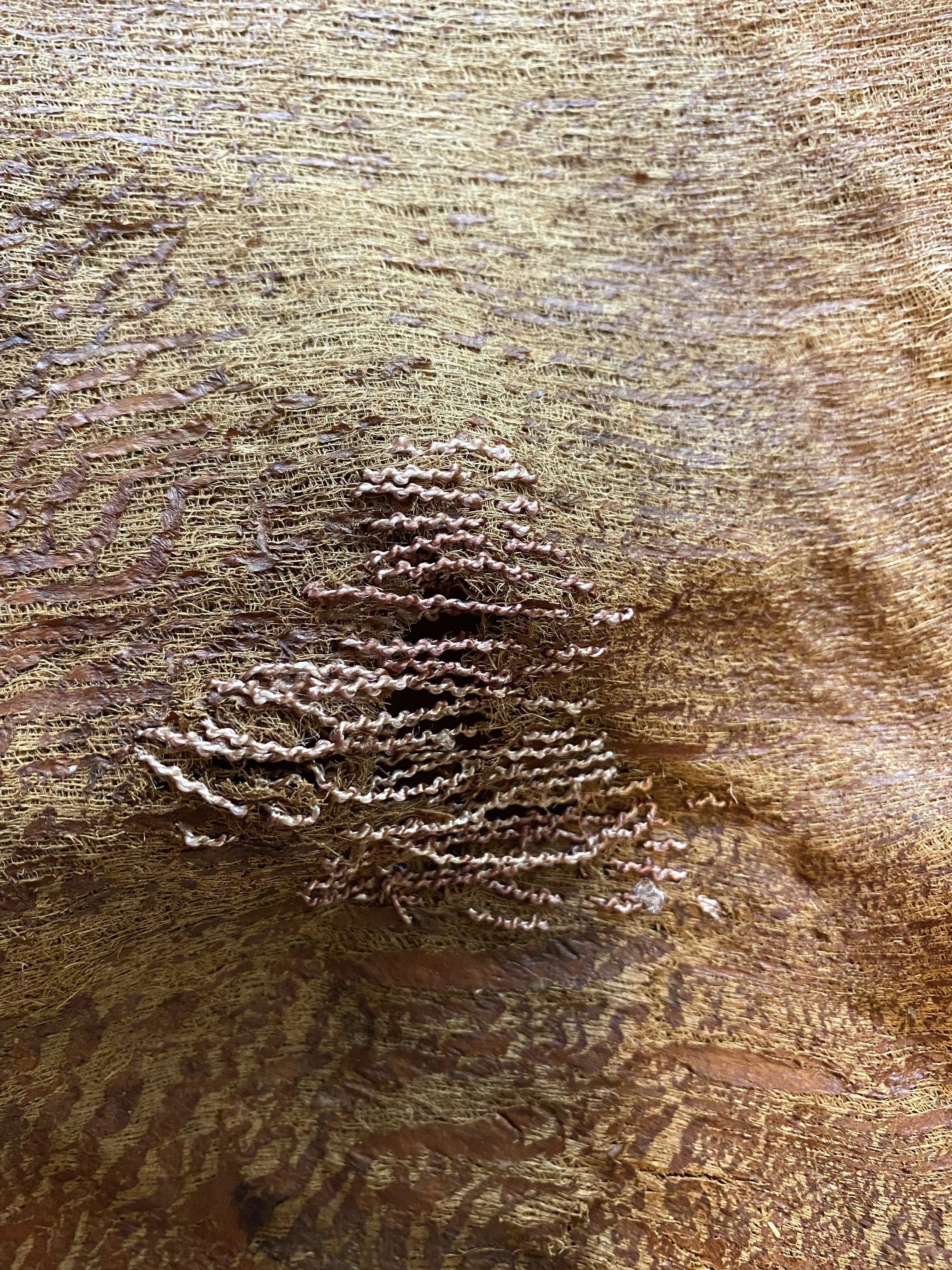 Fan Palm bark, scuff