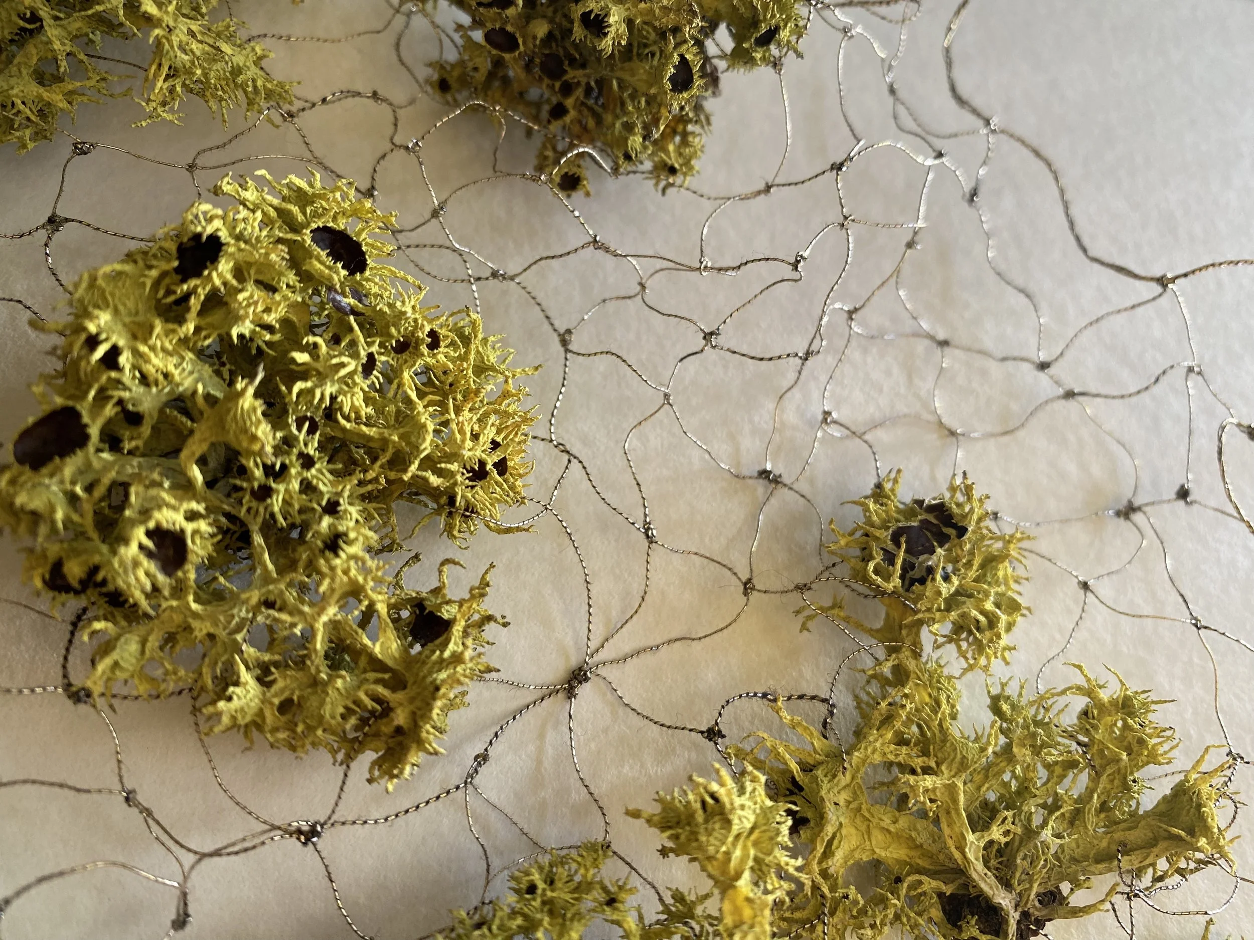 Wolf Lichen, Veil , Mt. Pinos (detail)
