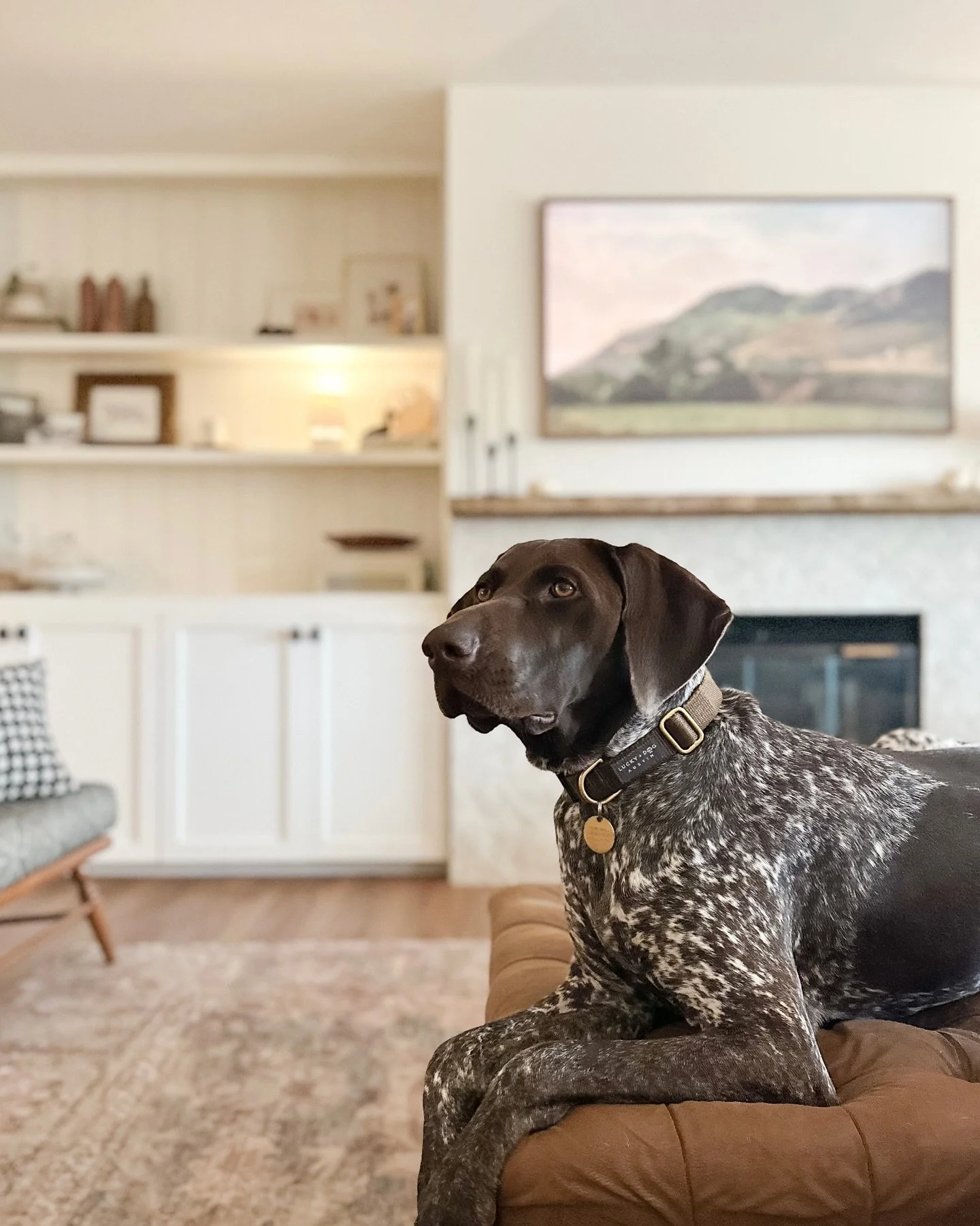Bird dog or model dog? We sure do love our Belle Belle! #gsp #germanshorthairedpointer #gspoftheday #gspsofinstagram