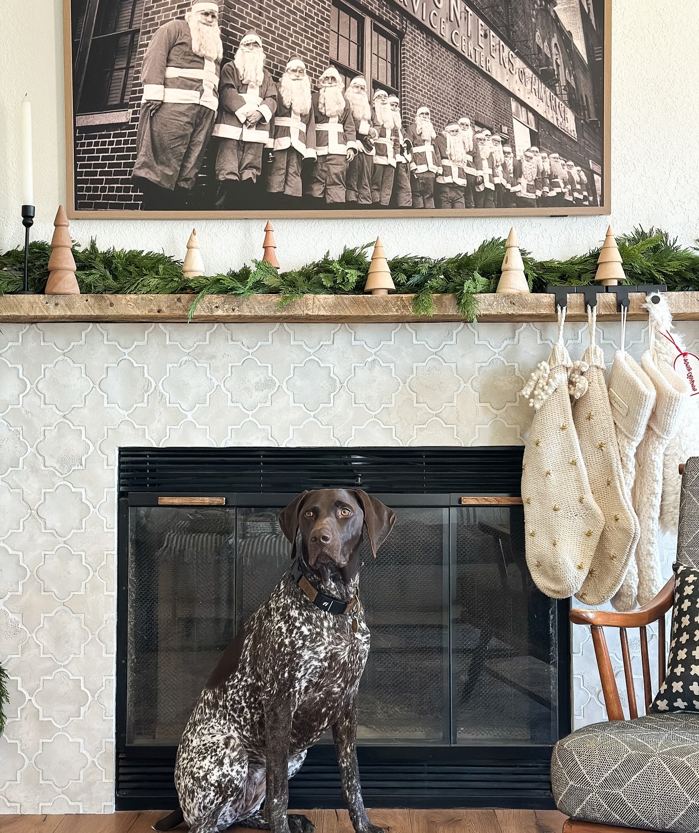 Christmas color palette on &lsquo;point&rsquo; 🐶 🖤 🤍 #germanshorthairedpointersofinstagram
