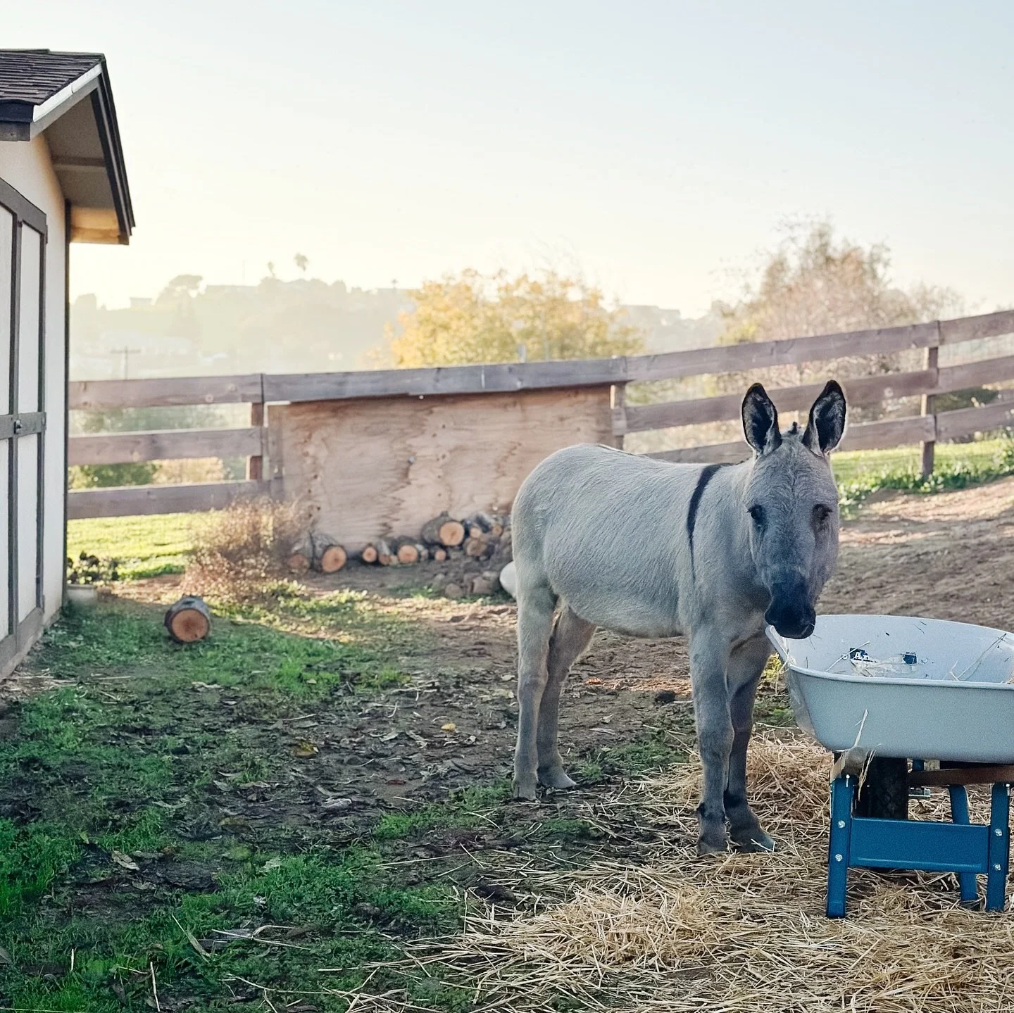 Oh what fun, adjusting to life with a new pet donkey! Yet another thing I would have never imagined saying in my lifetime. 🤪

Meet our new boy, Bo. 🫏 

(Have you seen the movie &ldquo;The Star&rdquo; that&rsquo;s how we chose his name). We learned 