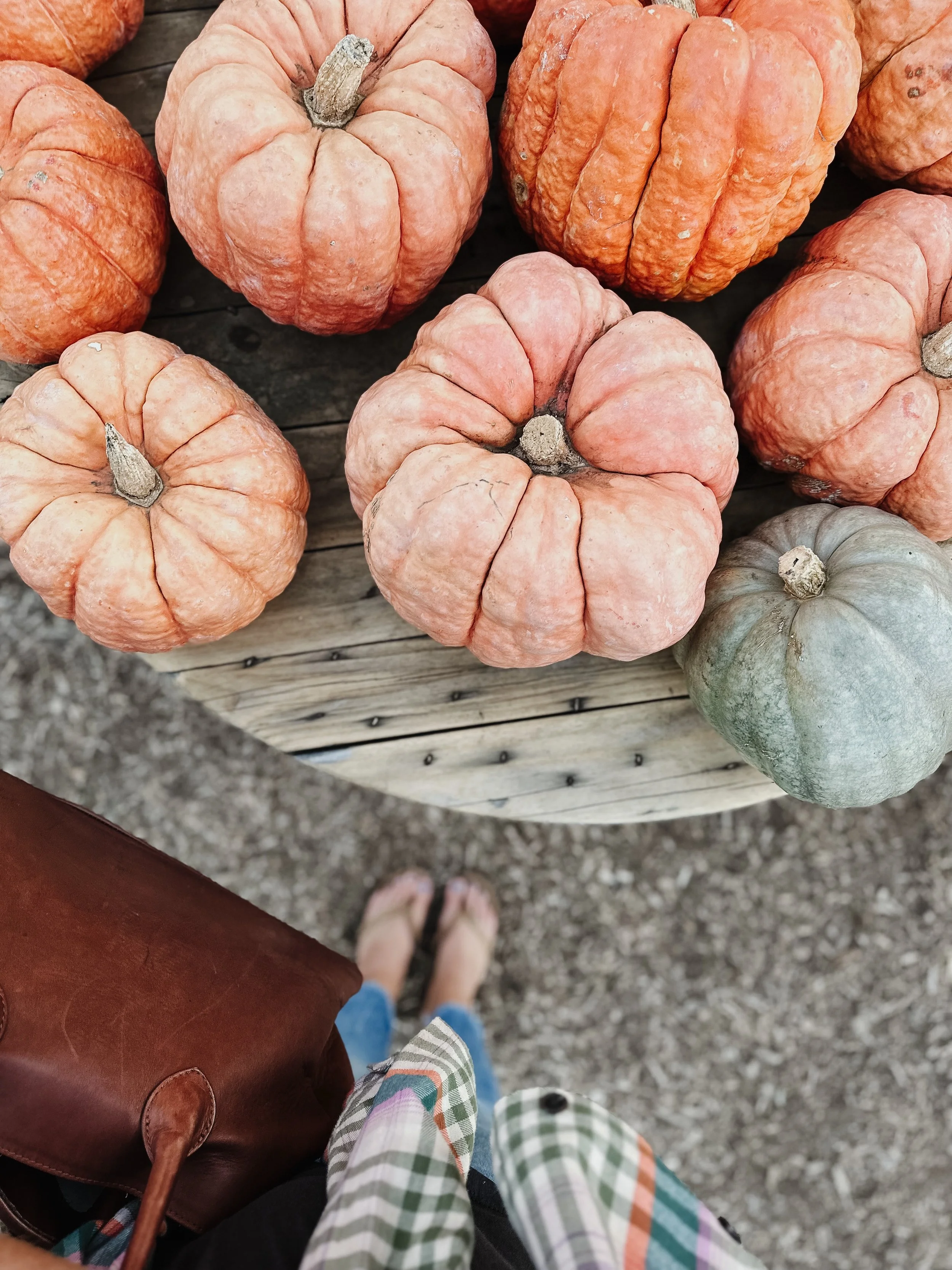 Pastel colored pumpkins please. ✔️ my favorite! 

@fallbrookpumpkinpatch @thevineyard1924