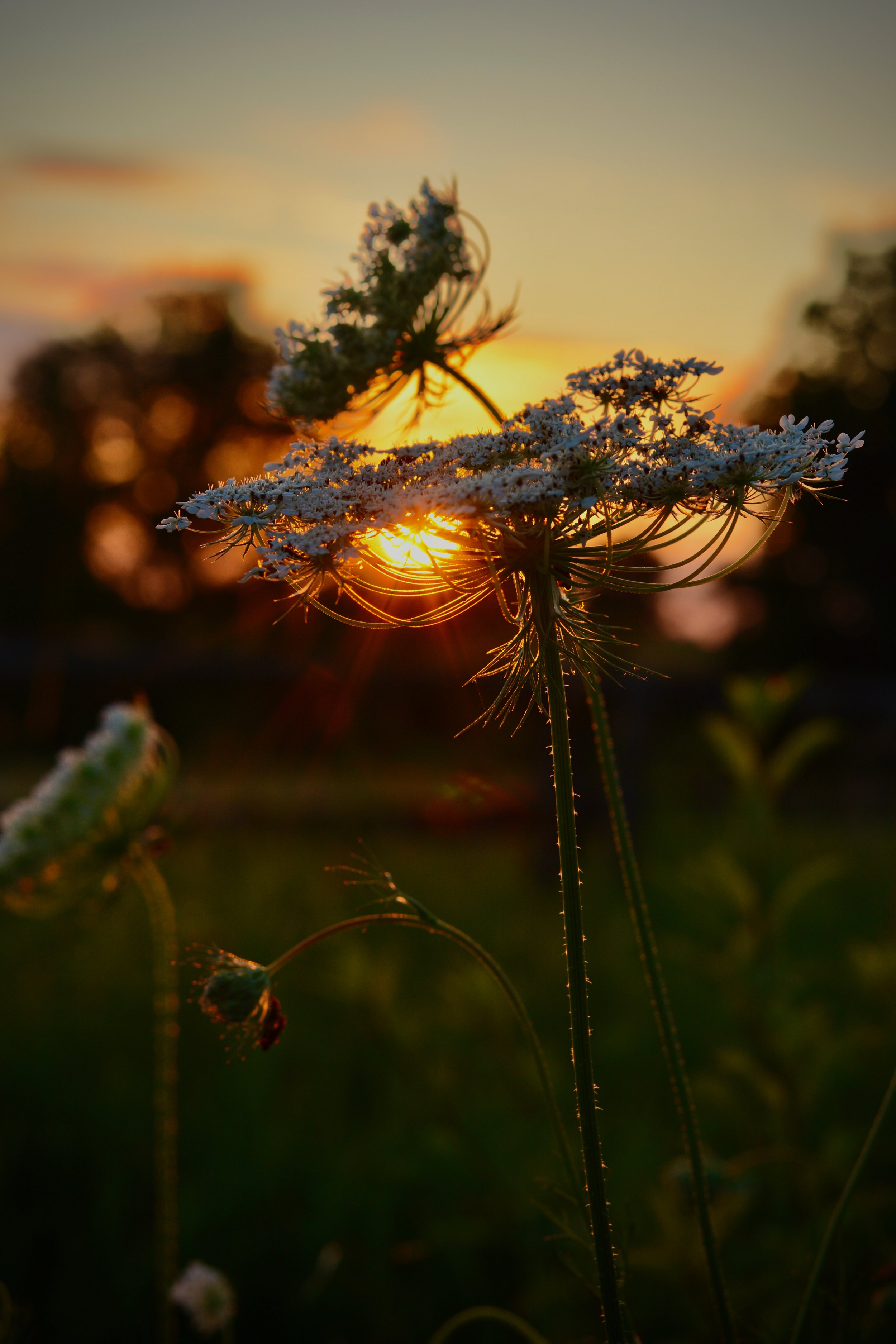 DSC_7814.jpeg