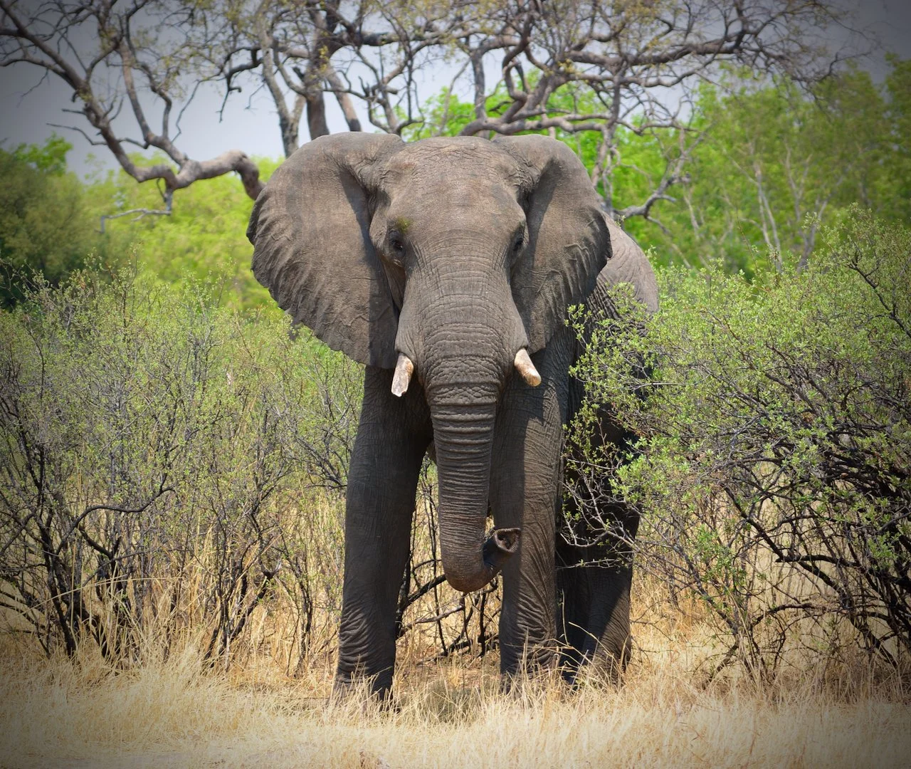 Travel/ Africa