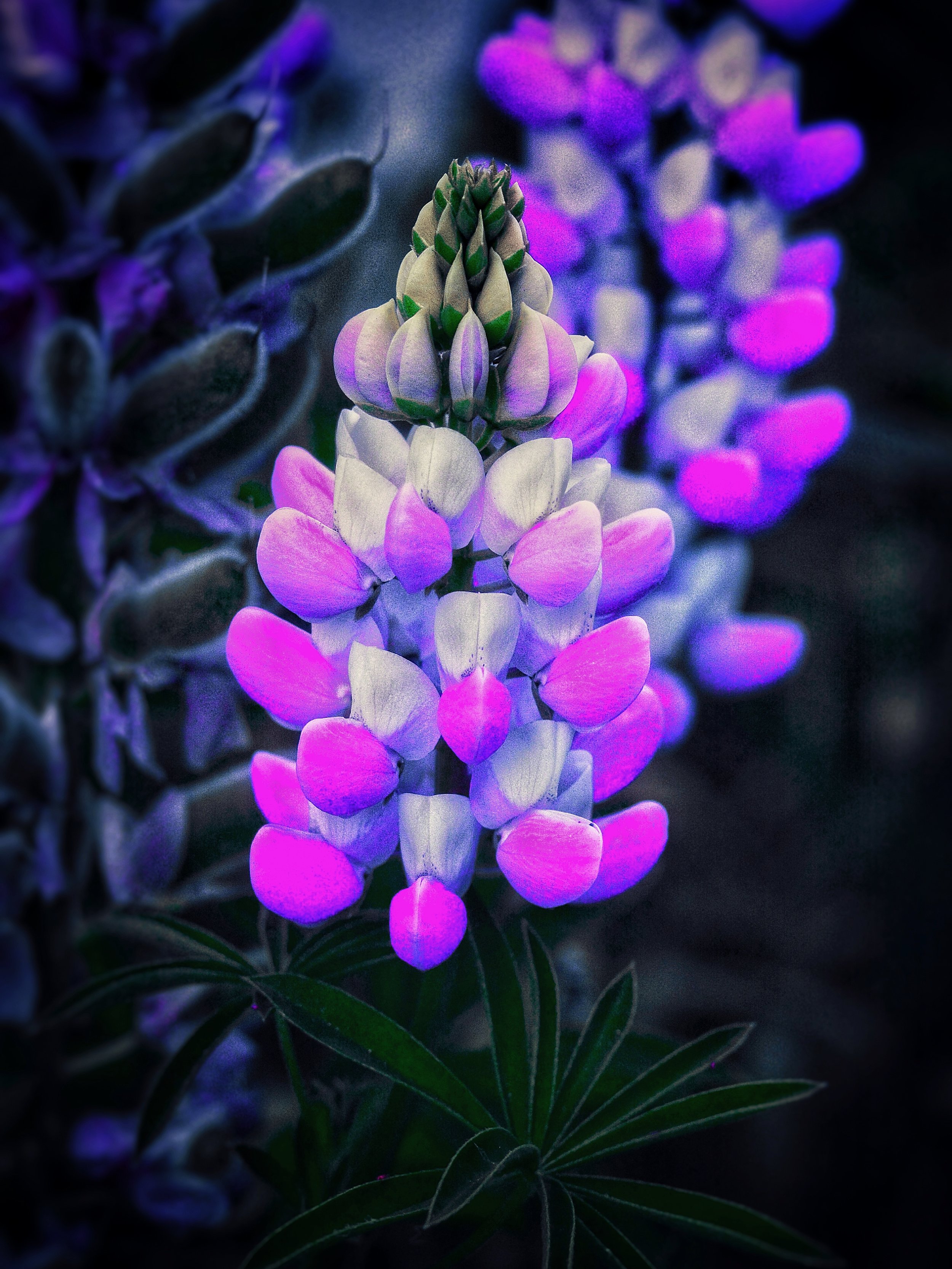 DSC_6821.jpeg