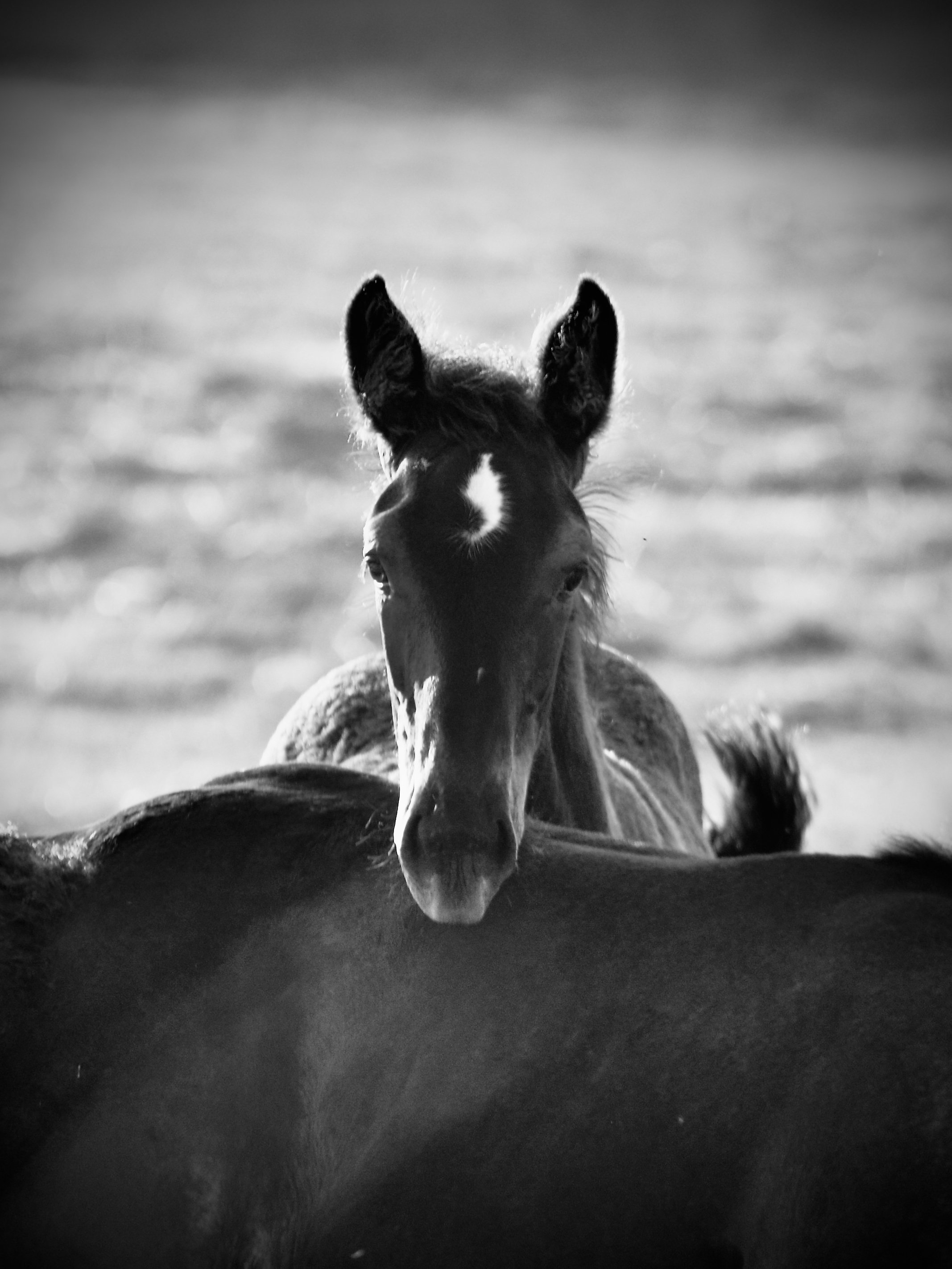 DSC_7565.jpeg