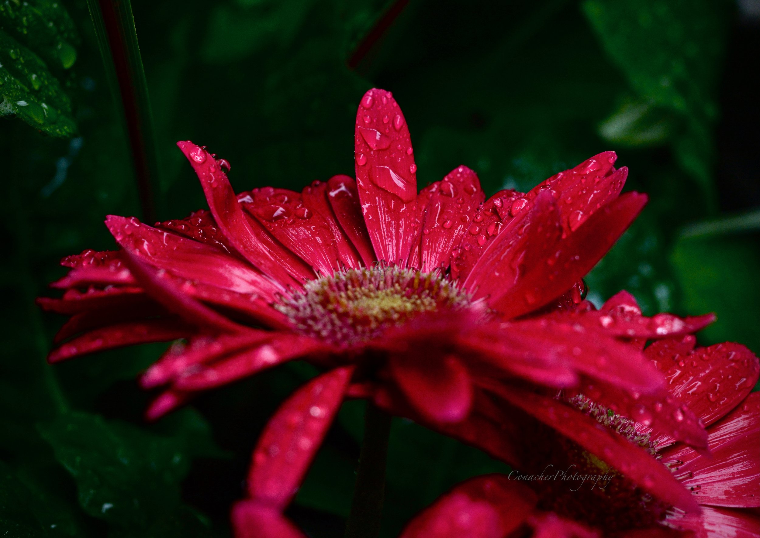 DSC_5979.jpeg