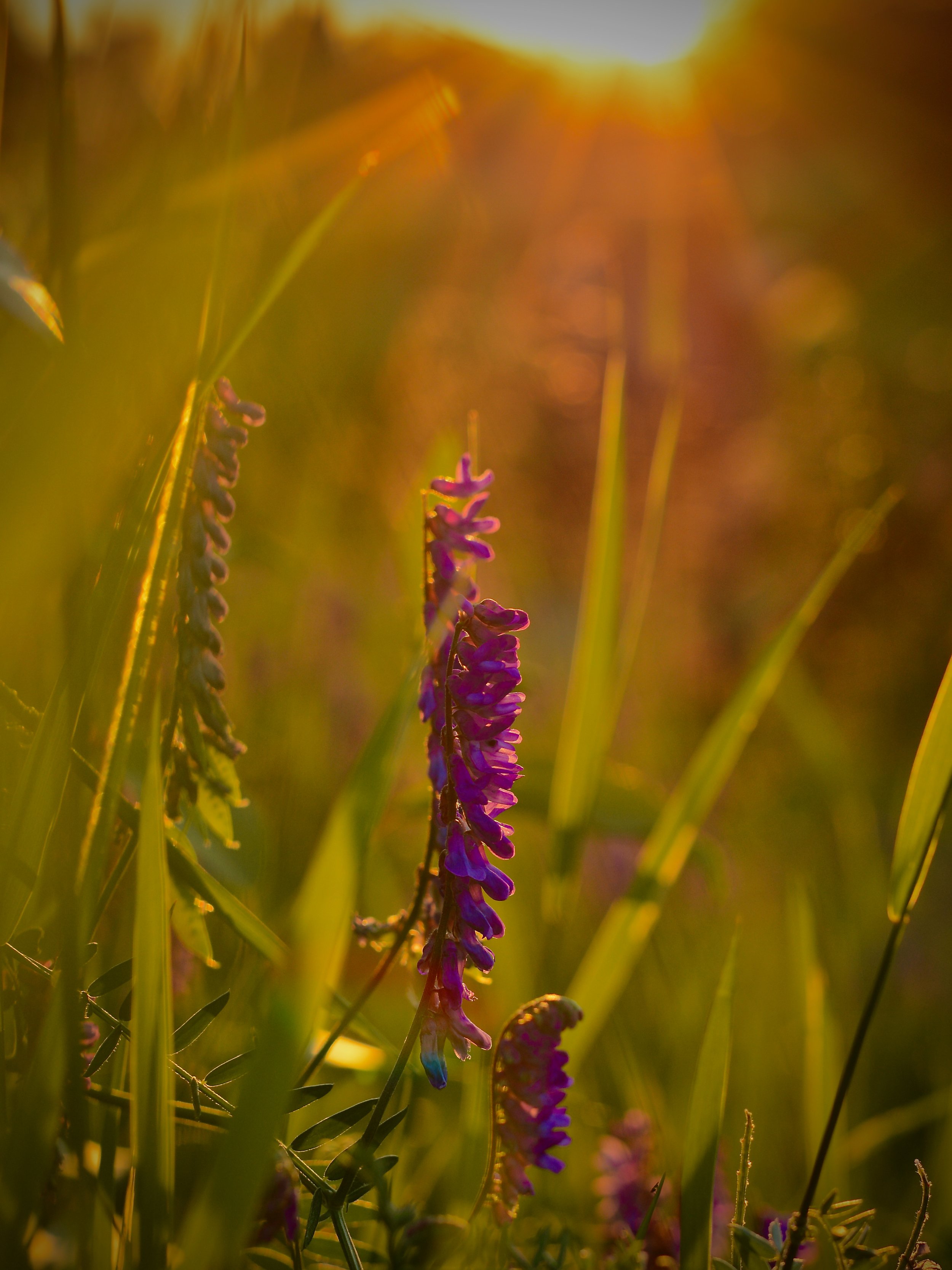 DSC_7907.jpeg
