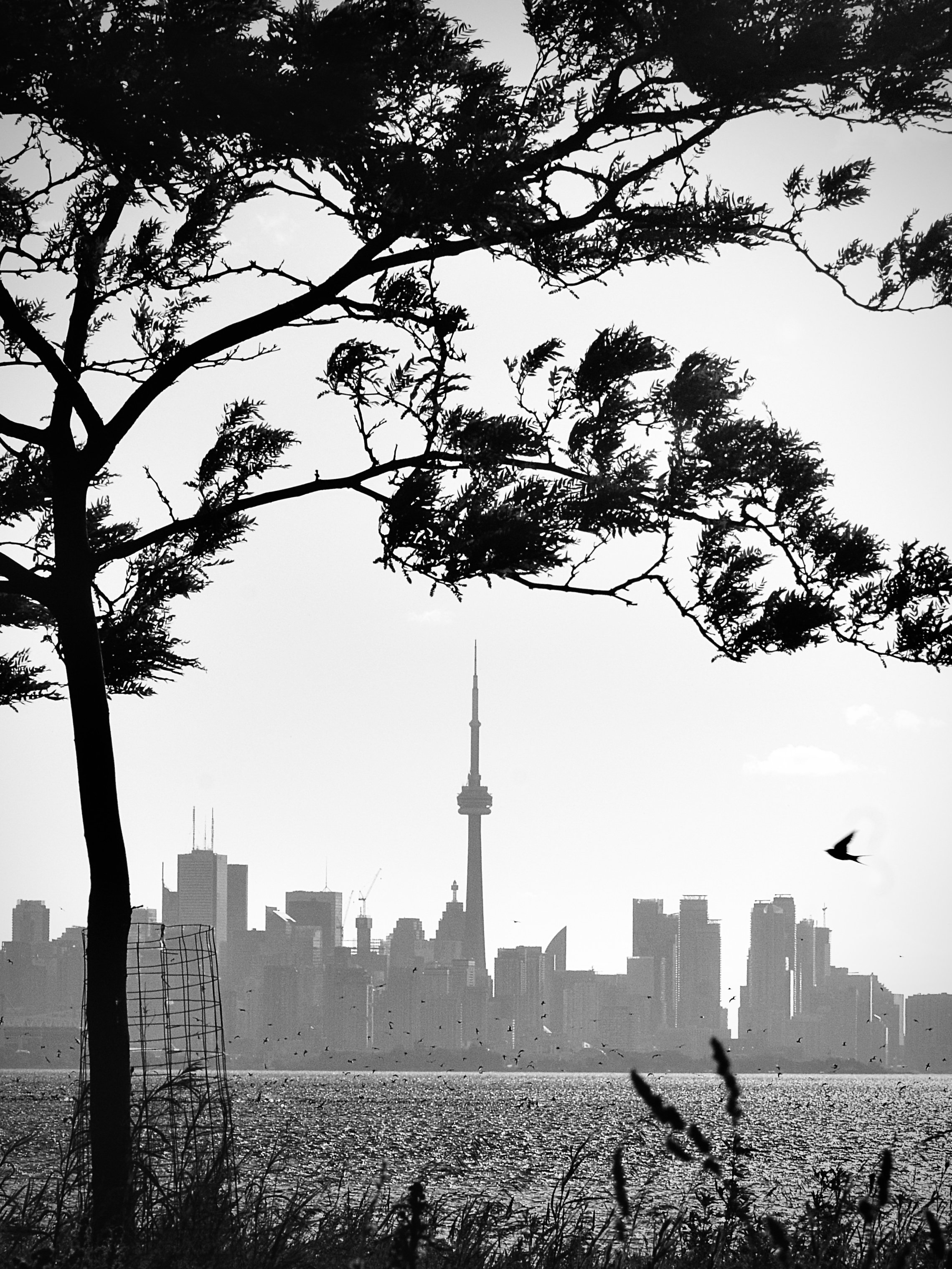 DSC_6681.jpeg