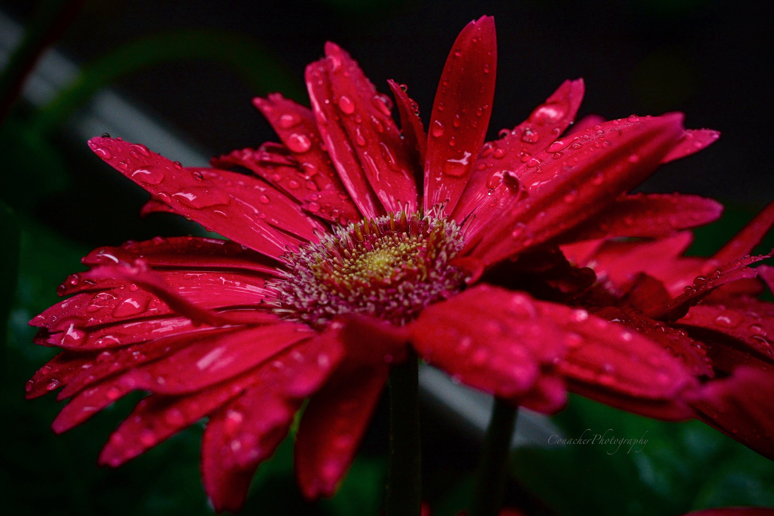 DSC_5978.jpeg