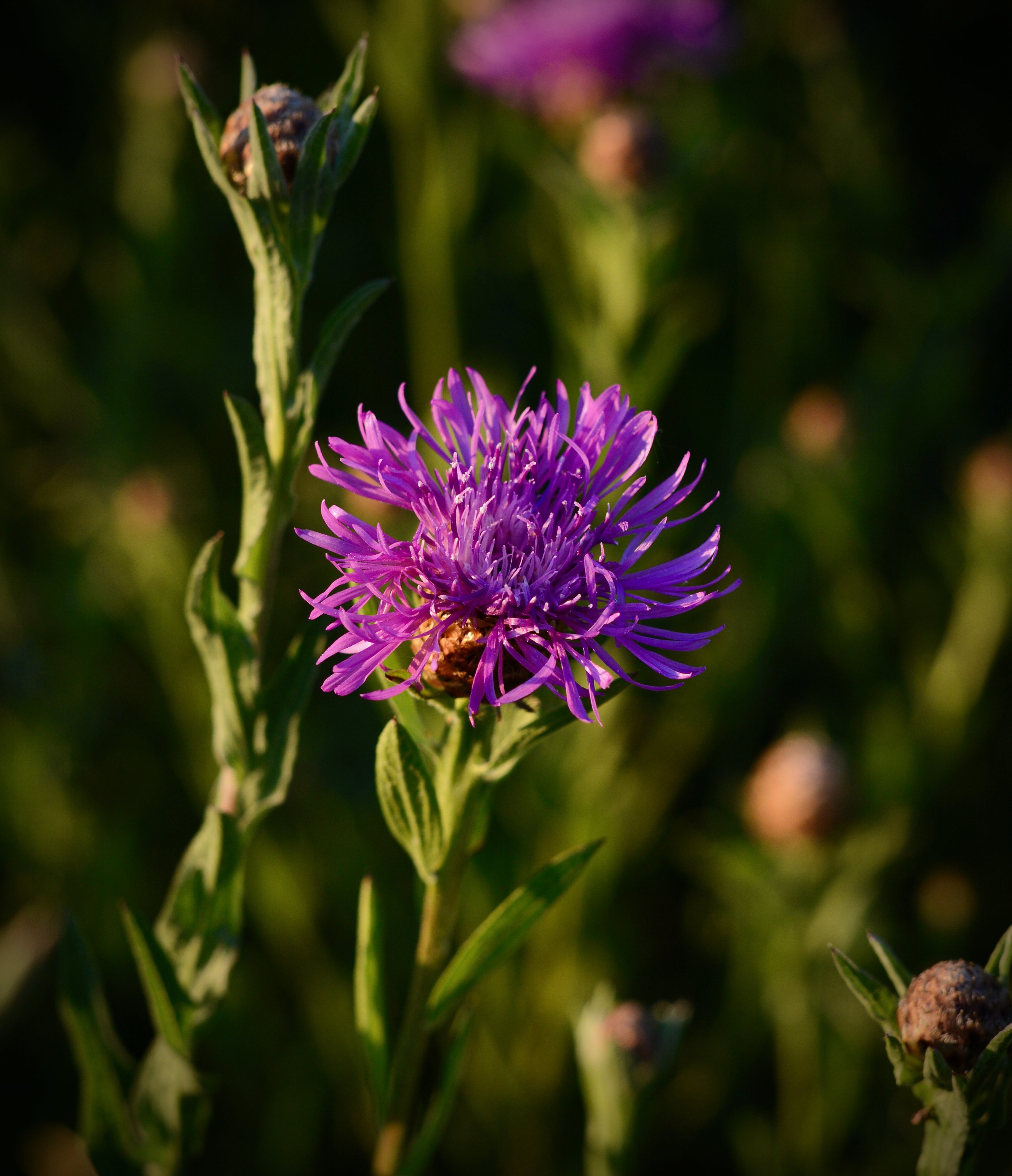 DSC_7401.jpeg