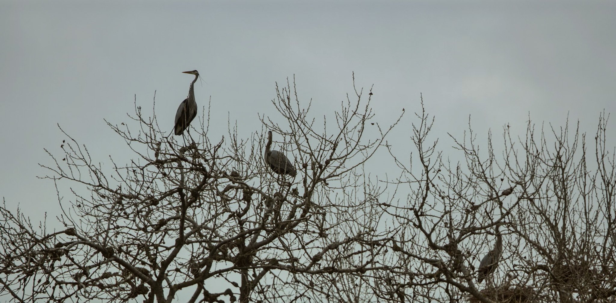 20241104-Screen Shot 2024-11-04 at 11.32.02 AM.jpg