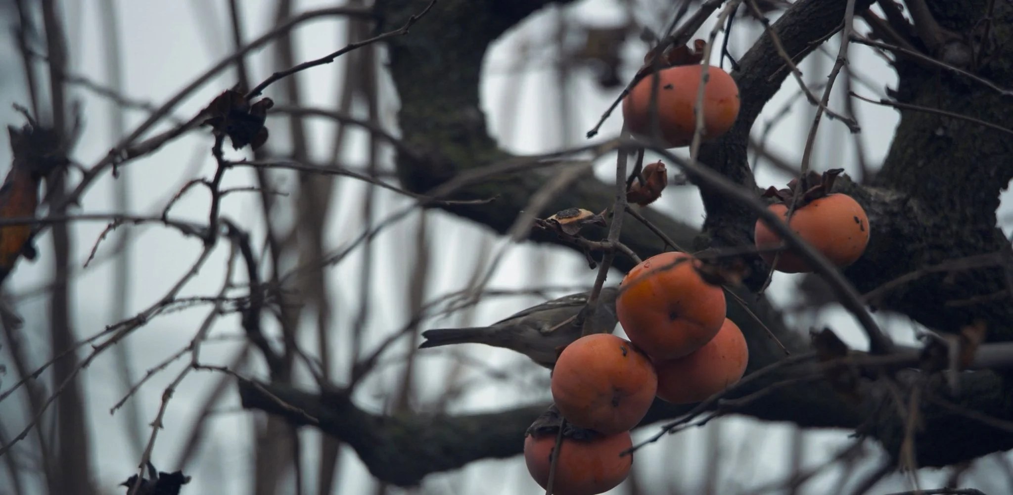 20241104-Screen Shot 2024-11-04 at 11.27.53 AM.jpg