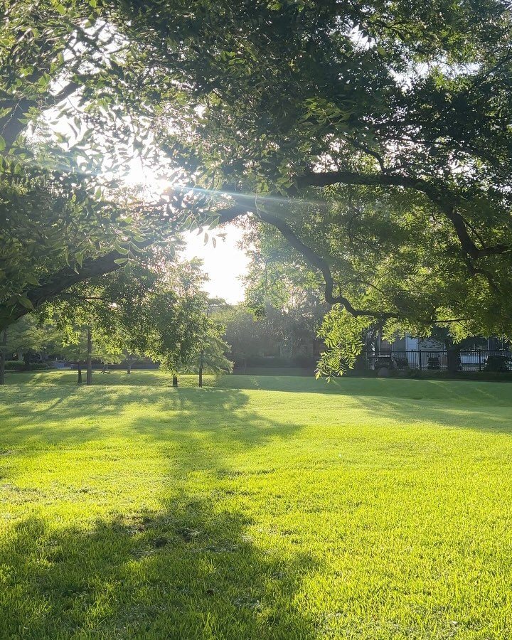 Every morning, something new and destabilizing in the news. Our country, the world, changing so quickly, what will everything look like in one year three years 10 years?

But did you see the way the sun was peeking through the trees this morning? ☀️ 