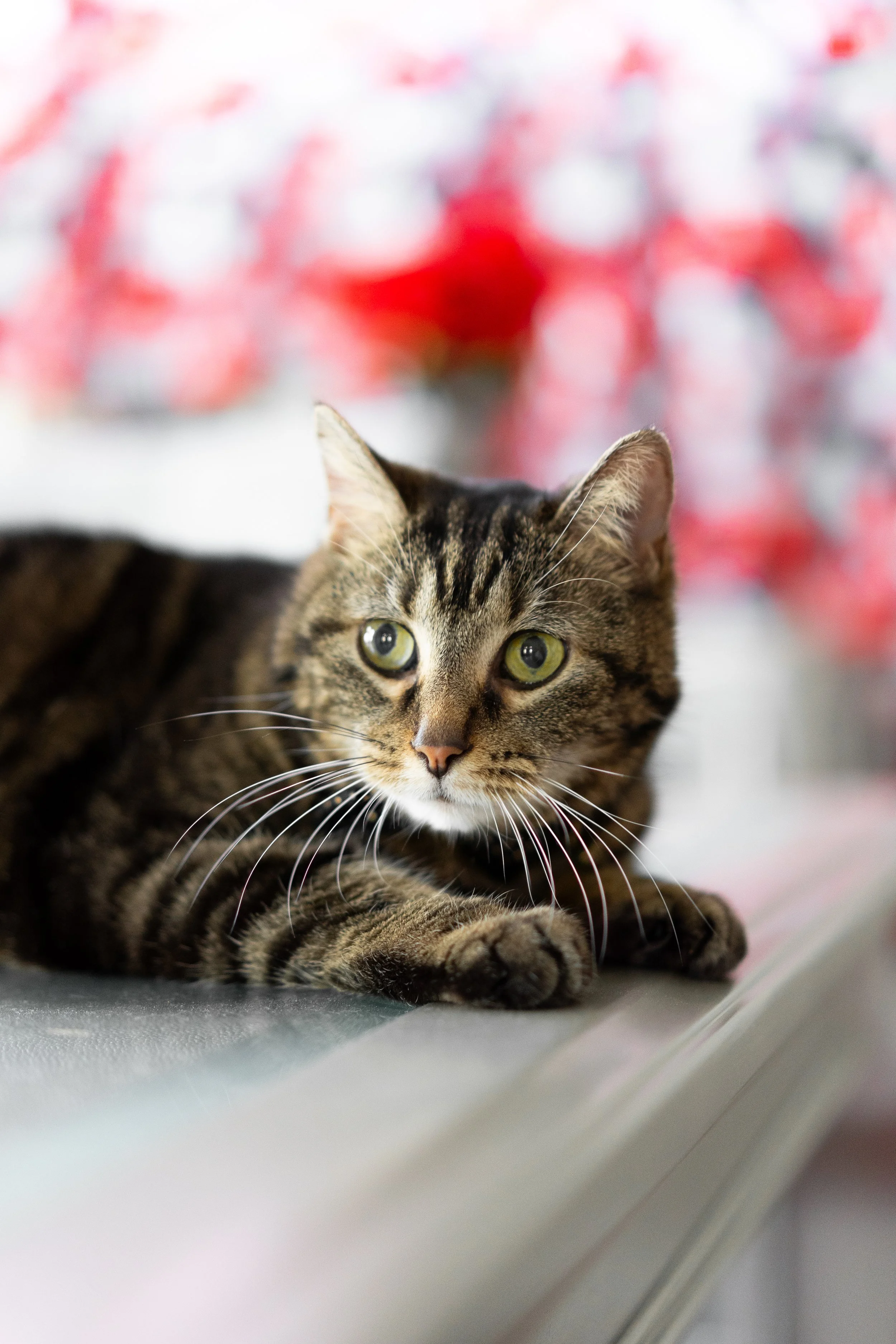 America's Favorite Pet 2022 Winner Colossal