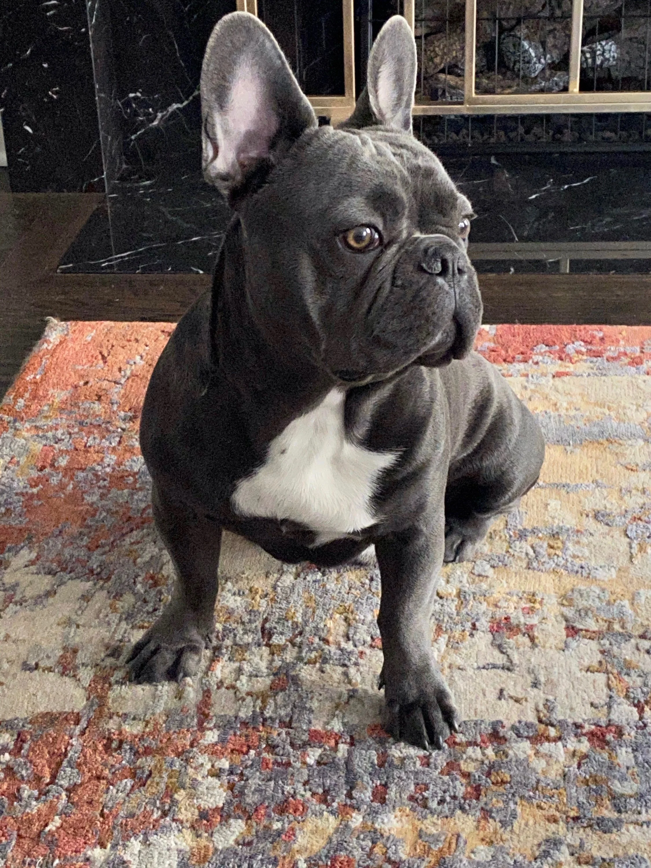 America's Favorite Pet 2021 Winner