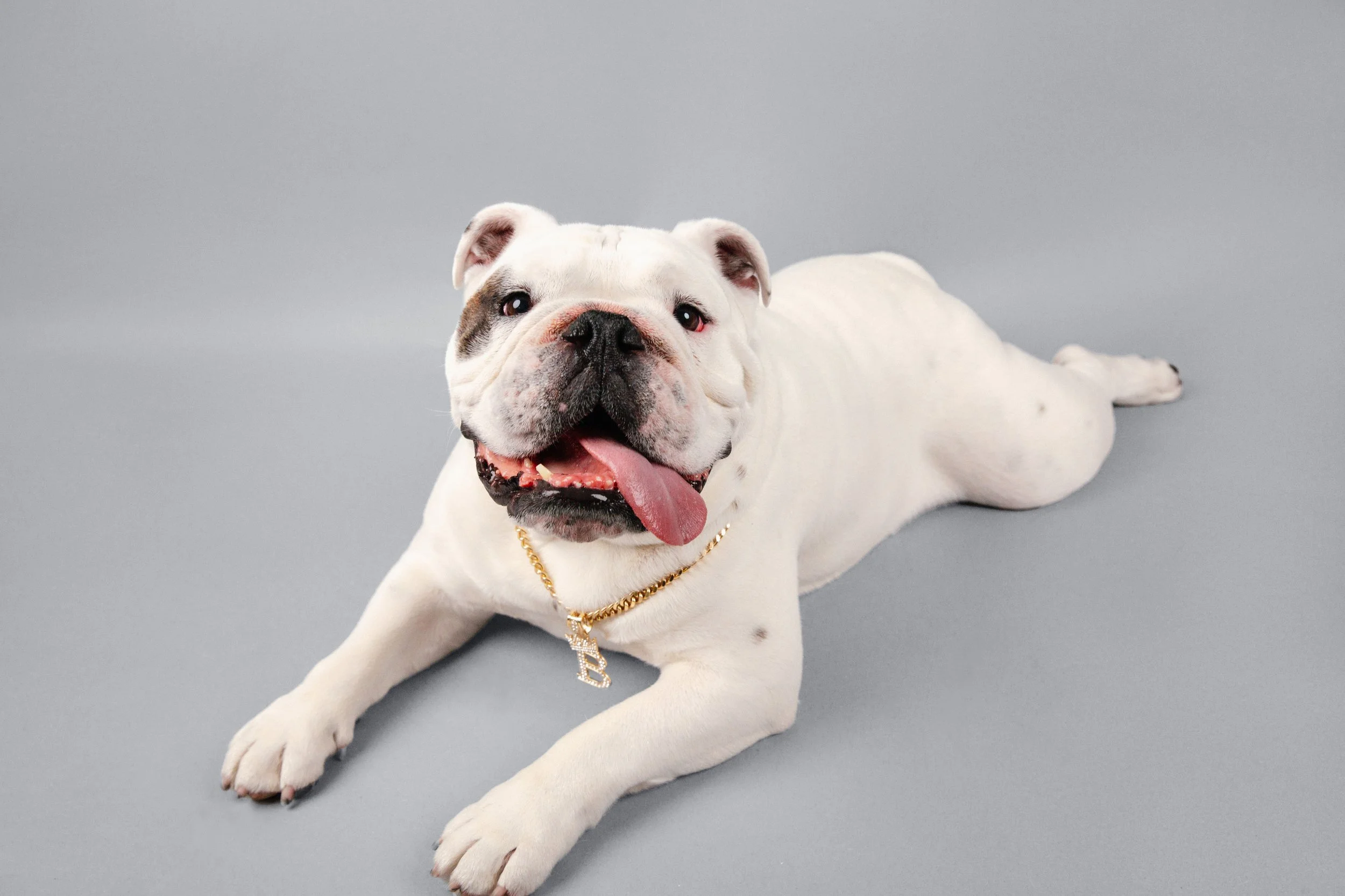 America's Favorite Pet Winner Buster