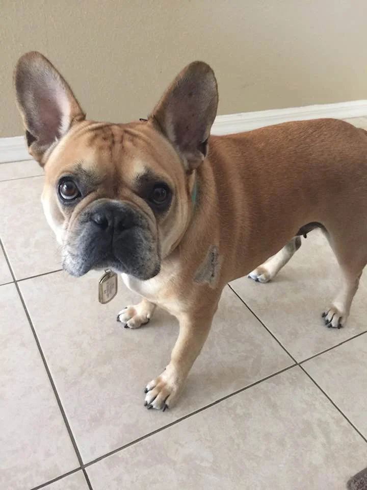 Colossal America's Favorite Pet Winner