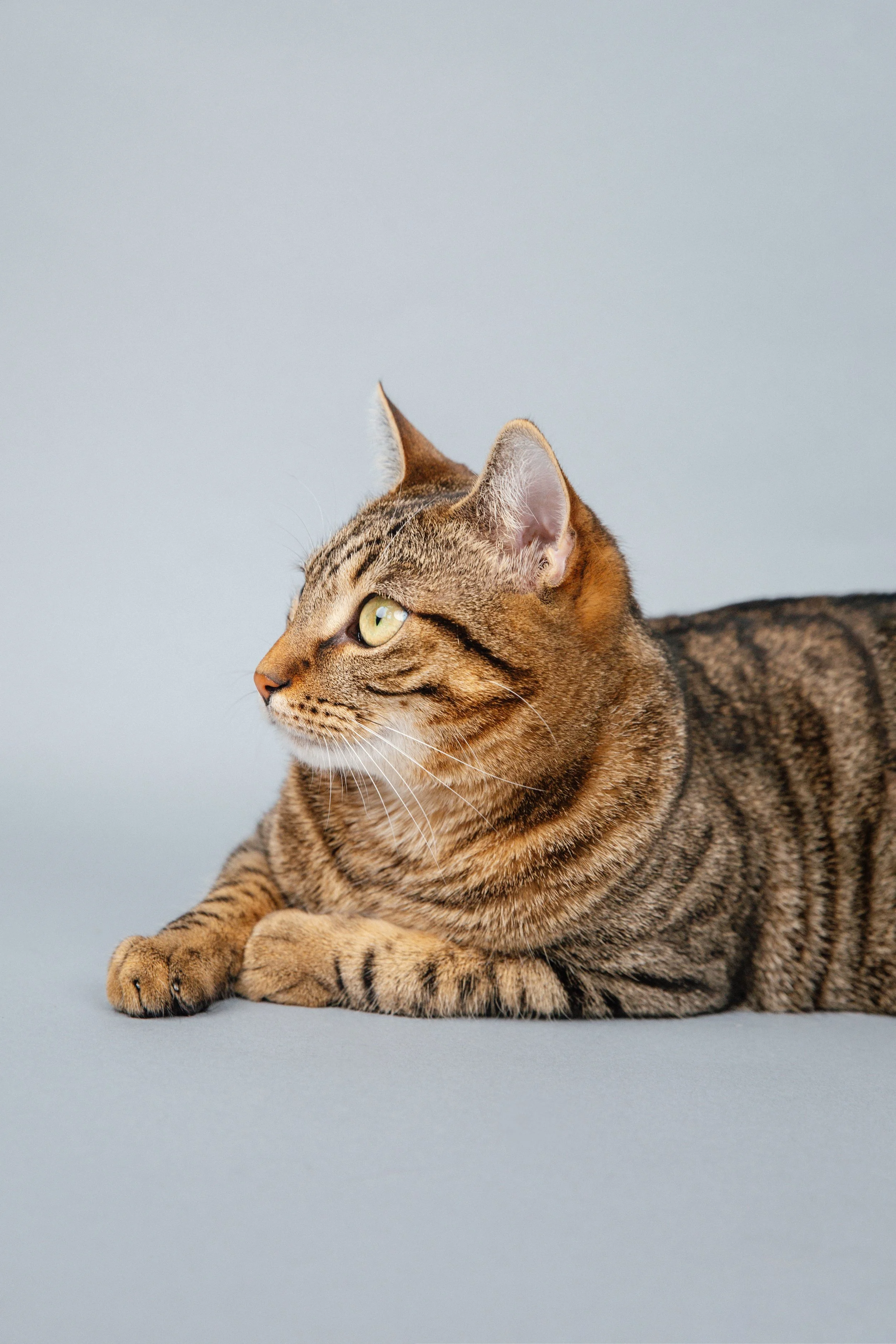 Colossal x America's Favorite Pet 2025