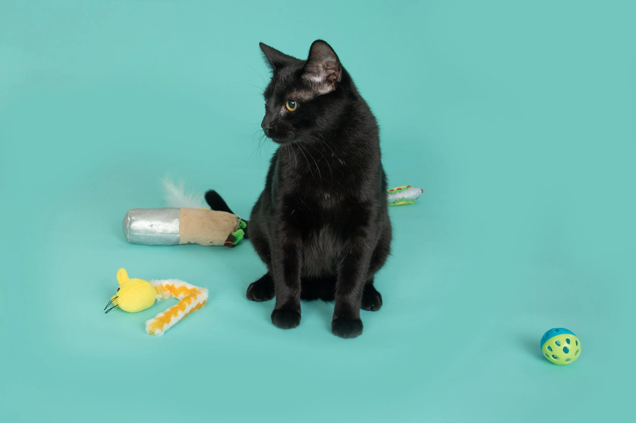 Colossal America's Favorite Pet Winner