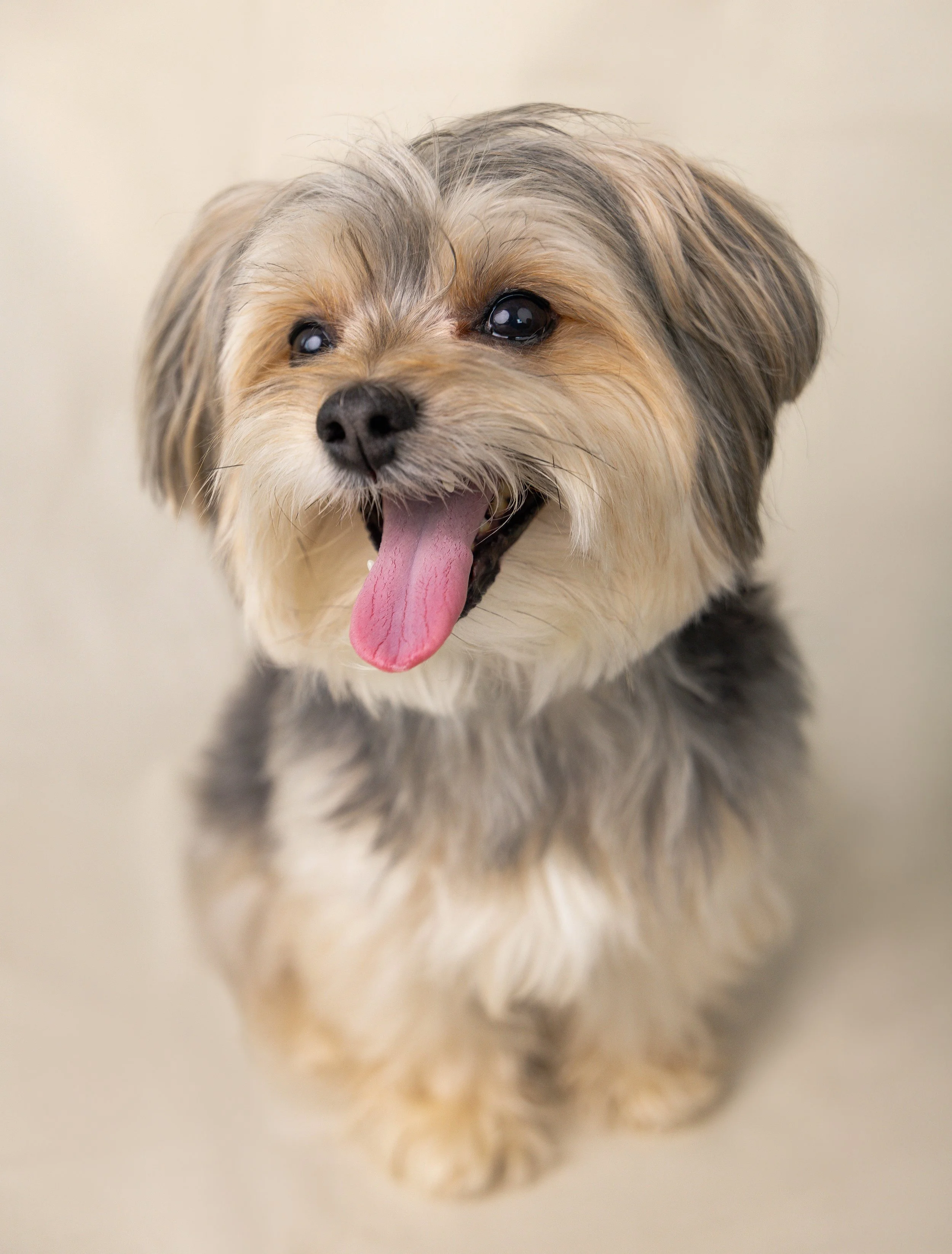 Colossal America's Favorite Pet Rockefeller 2026