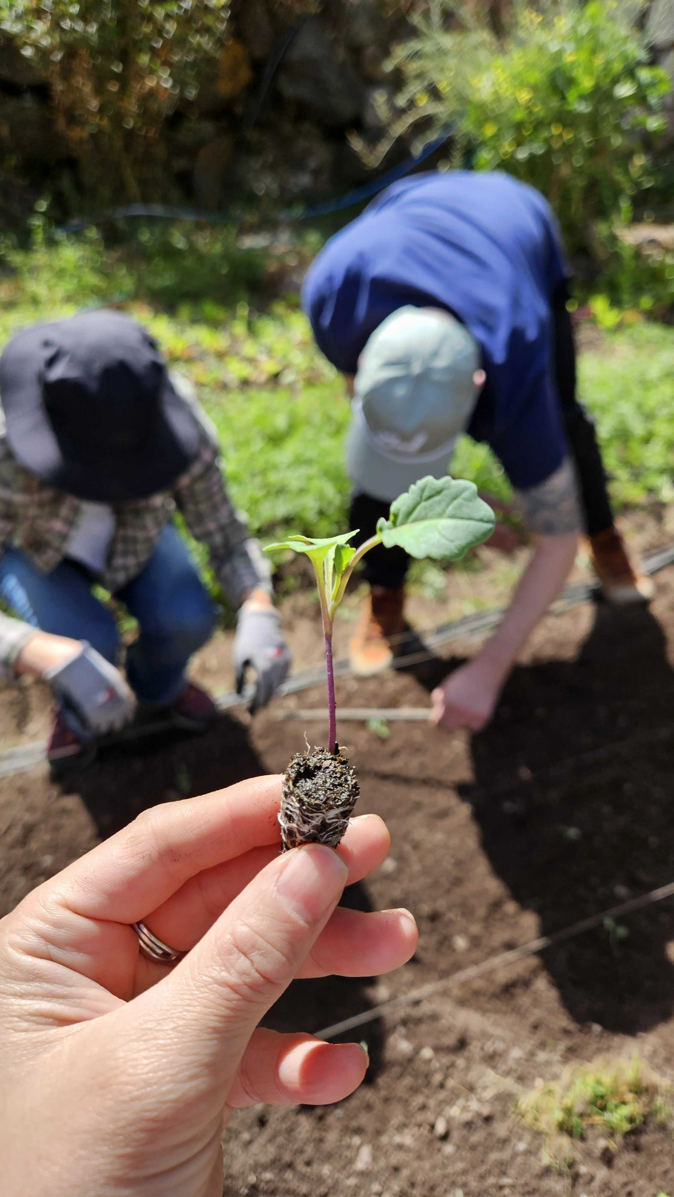 Person holding a young plant seedling in the foreground with two people planting or gardening in the background.