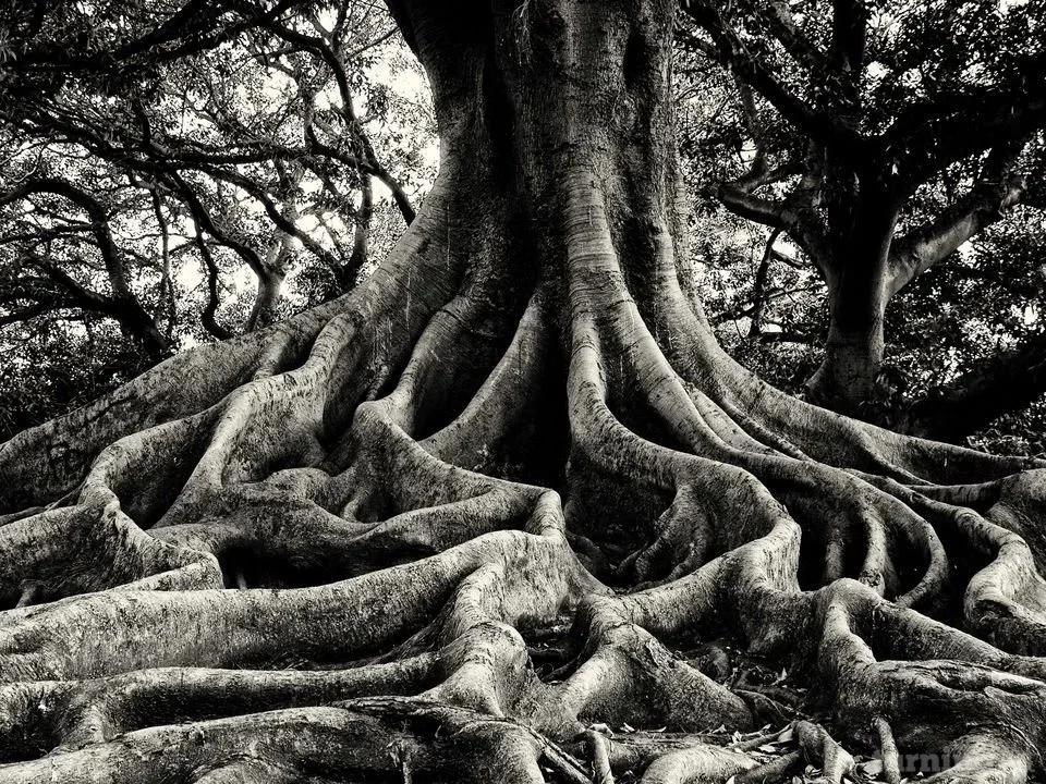 A large tree with thick, sprawling roots covering the ground, viewed from below in black and white.
