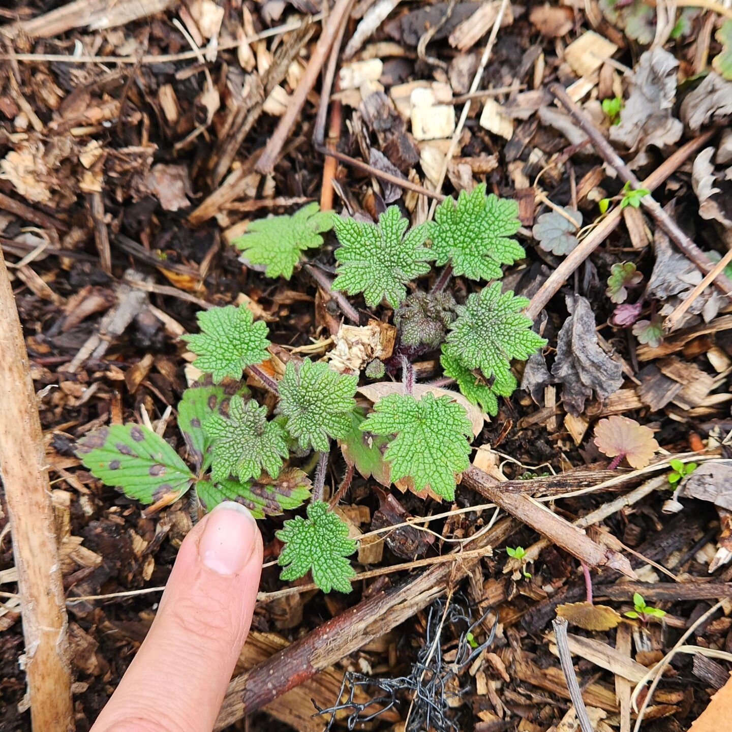 Tiny Motherwort emerges in the garden. If you don't know them in their full glory, you might not know these little plants will become towering giants of the garden, sturdy with  fiercely spiked flowers beloved by pollinators of all kinds.
🌿
 Yesterd