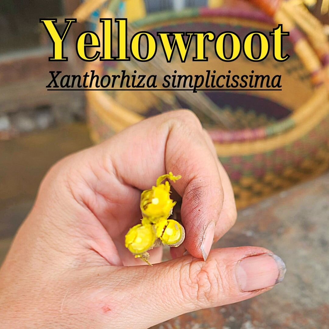 Yellowroot (Xanthorhiza simplicissima) is a small shrub in the Buttercup family (Ranunculaceae) that is native to the mountains and piedmont areas of the southeastern states. Seemingly everyone who has ever lived near this plant has revered its medic